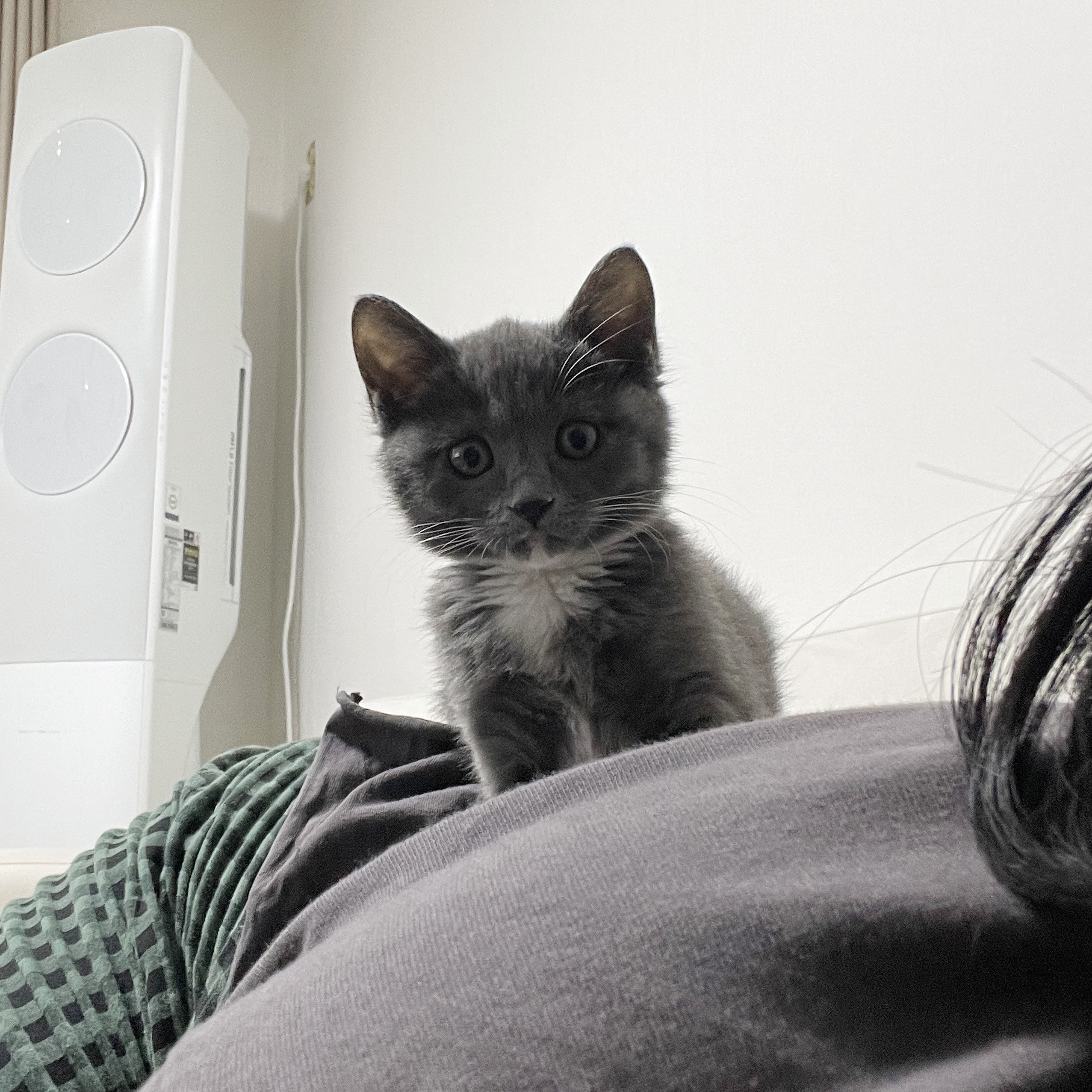 토란이(구 묘미) 일주일차 입양 후기