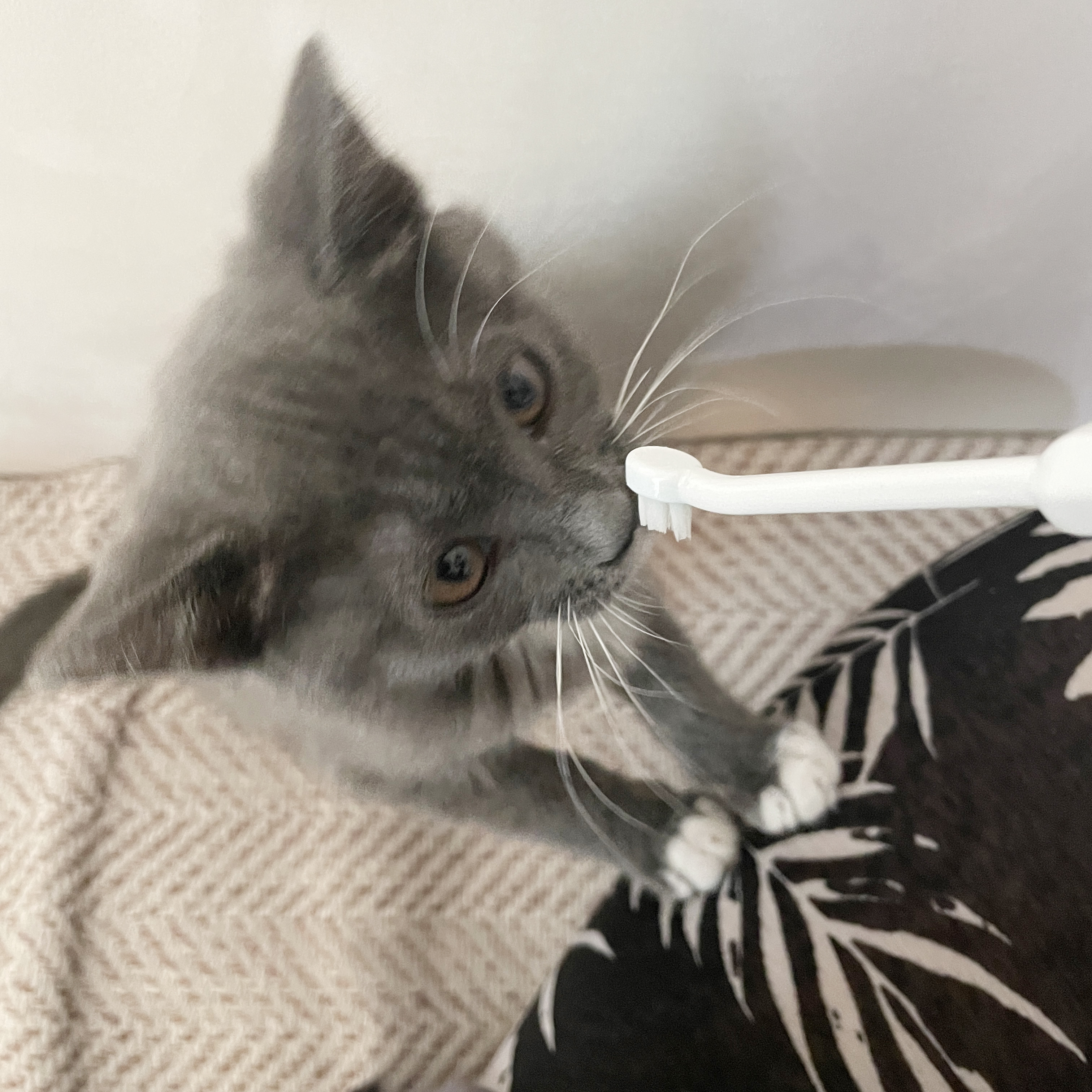 토란이(구 묘미) 일주일차 입양 후기