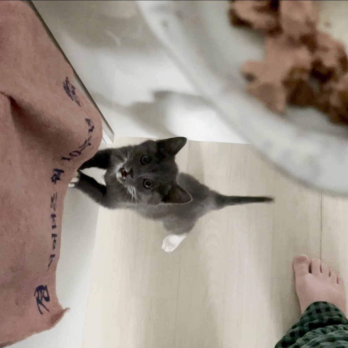 토란이(구 묘미) 일주일차 입양 후기