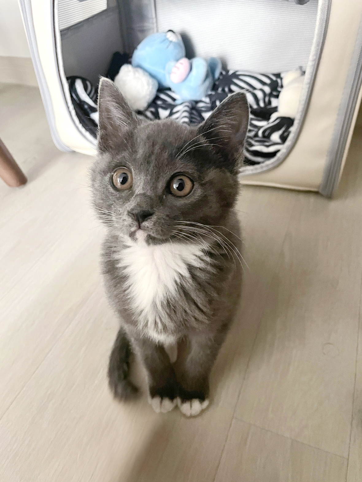 토란이(구 묘미) 일주일차 입양 후기