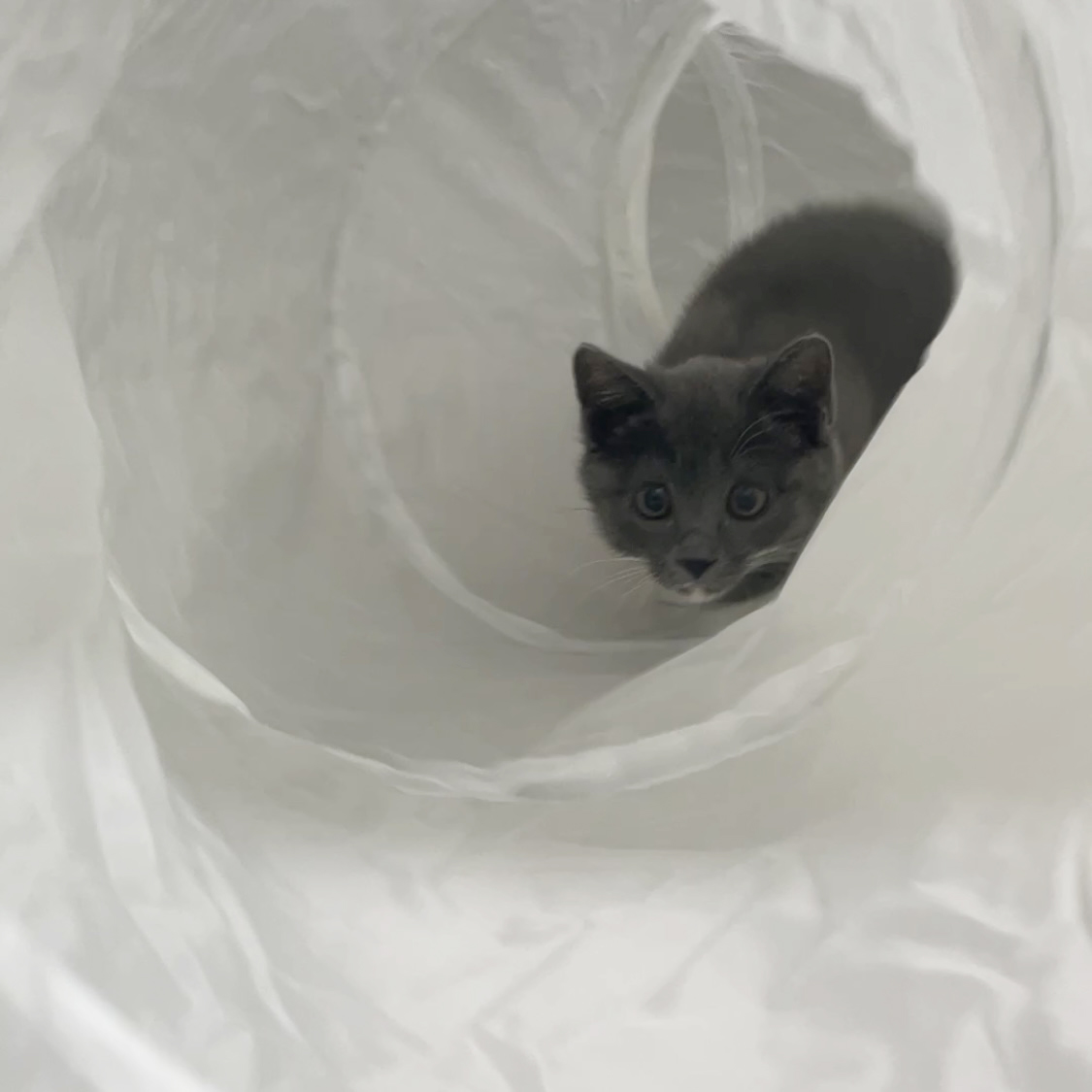 토란이(구 묘미) 일주일차 입양 후기