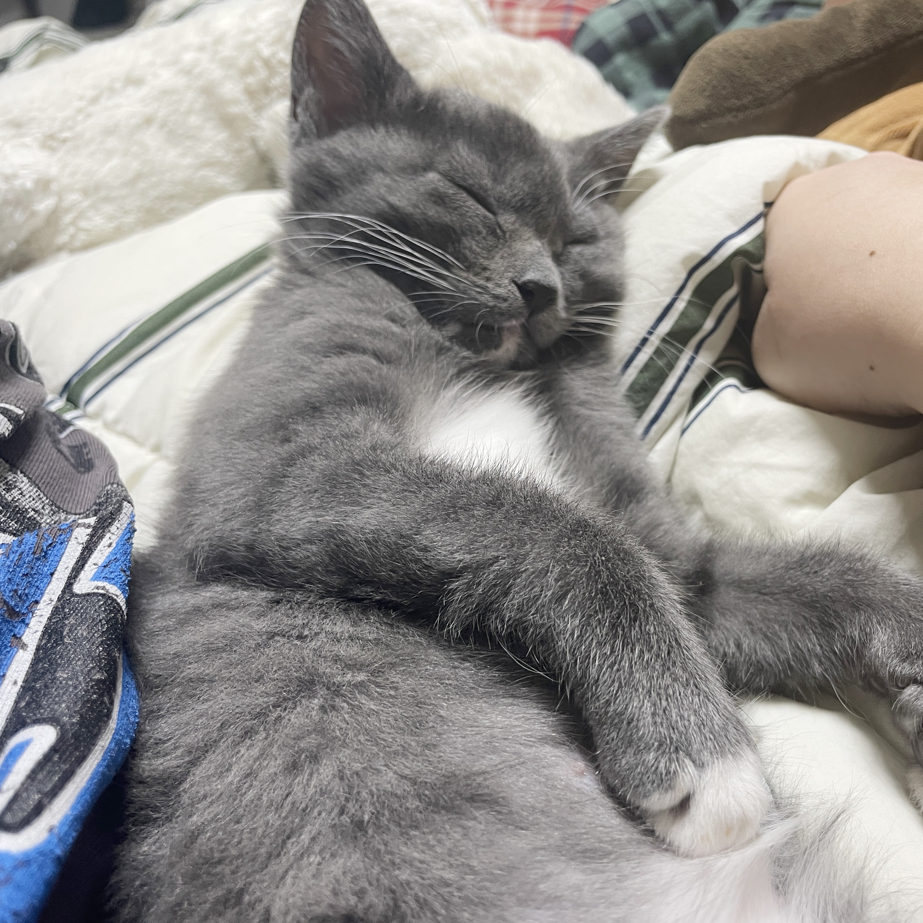 토란이(구 묘미) 일주일차 입양 후기