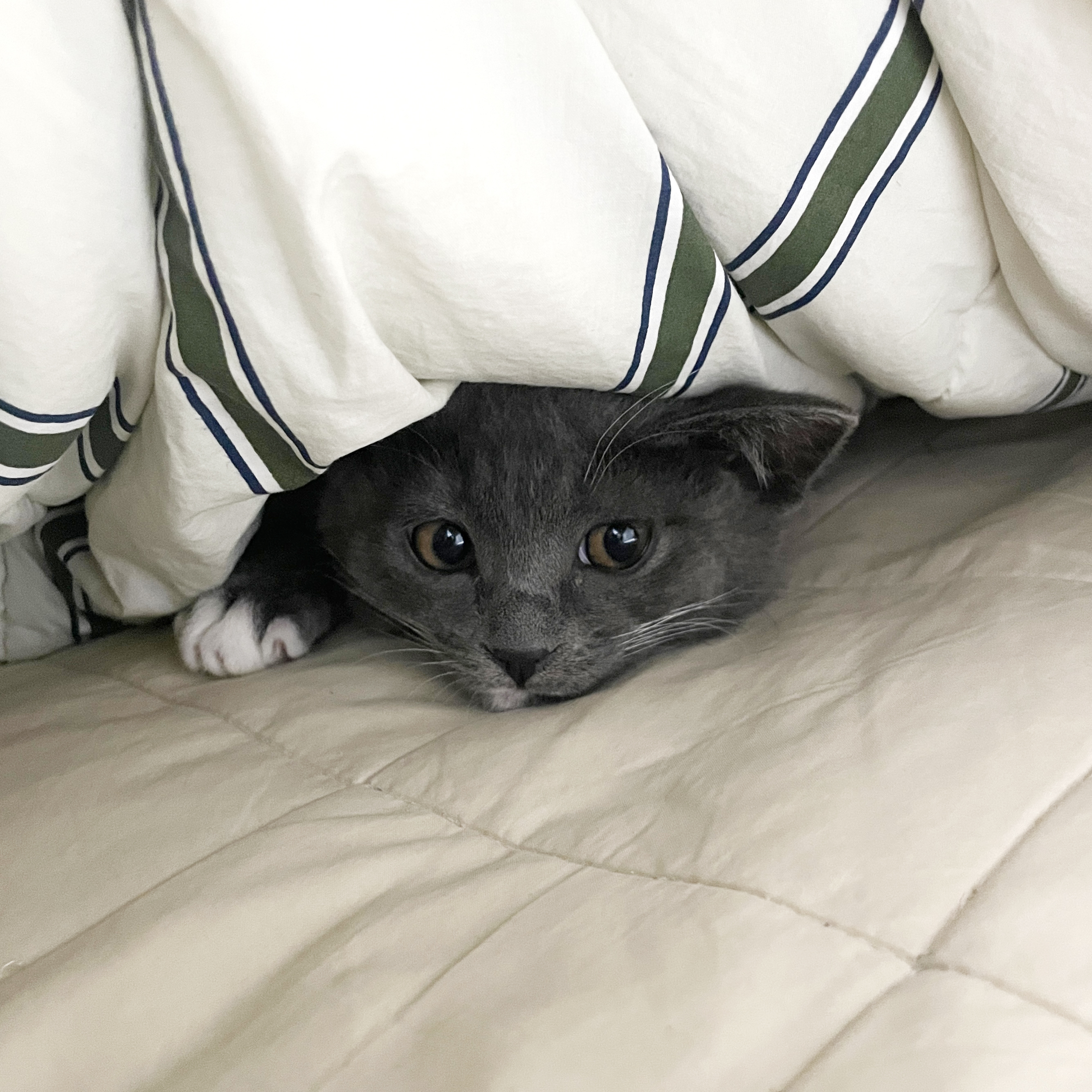 토란이(구 묘미) 일주일차 입양 후기