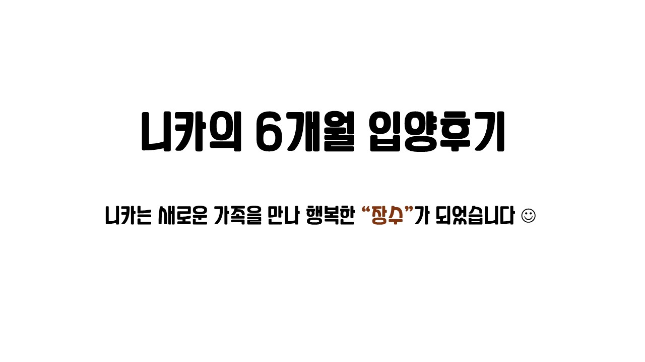 [니카] 장수 입양 6개월 후기글 ❤️