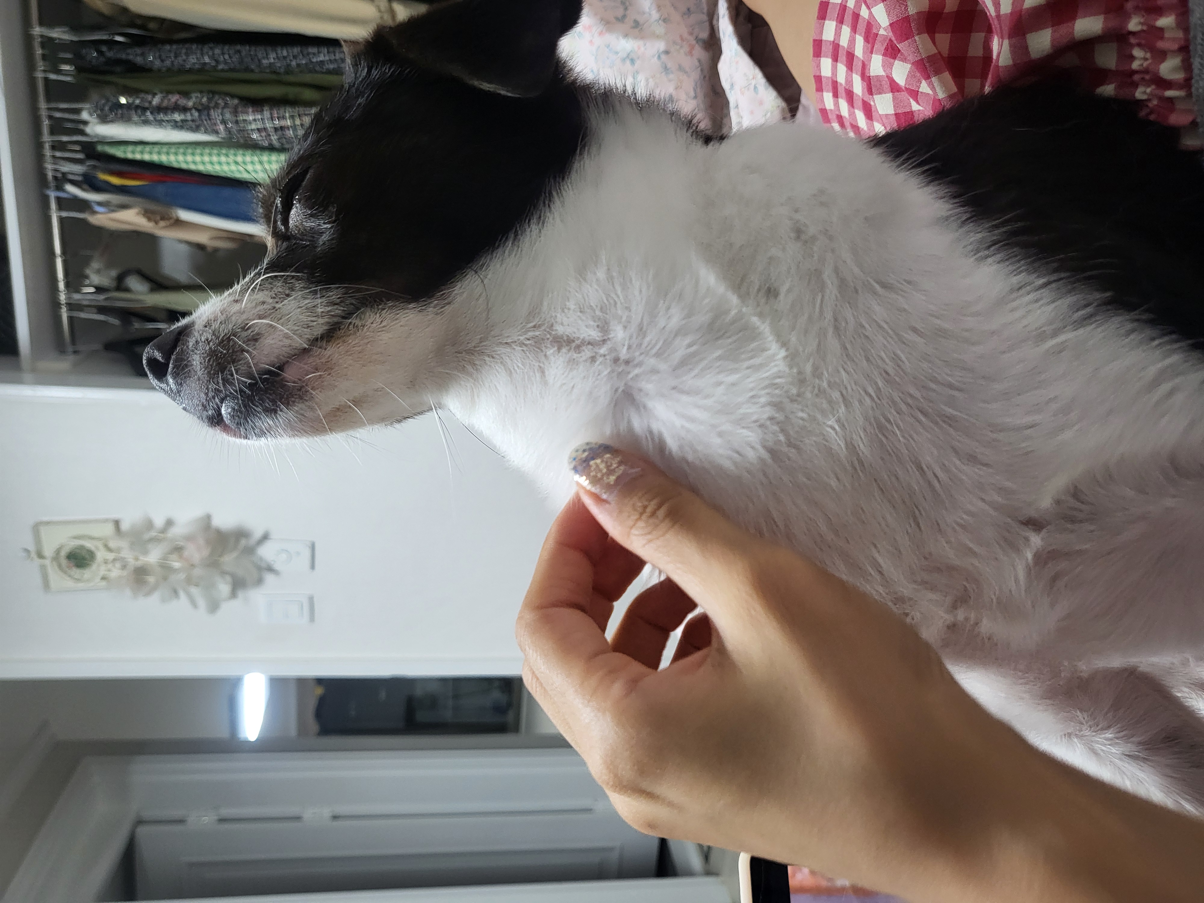 양주 번식장에서 구출한 라일락 (지금은 지아!)