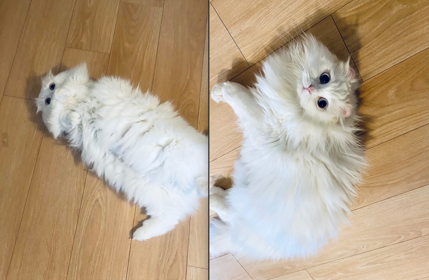 눈이 내리던 날 내게 찾아온 설이(앙이)