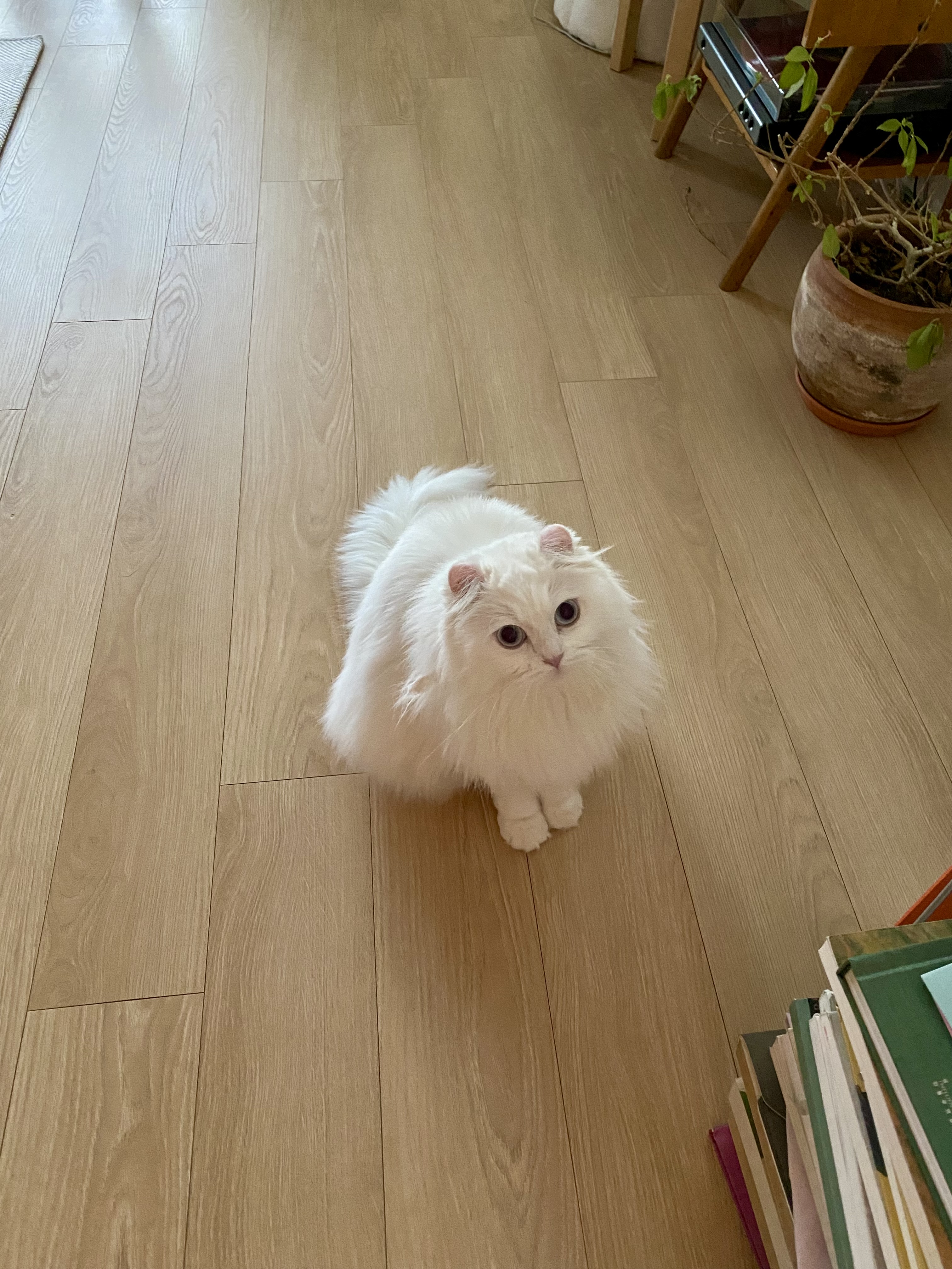 눈이 내리던 날 내게 찾아온 설이(앙이)