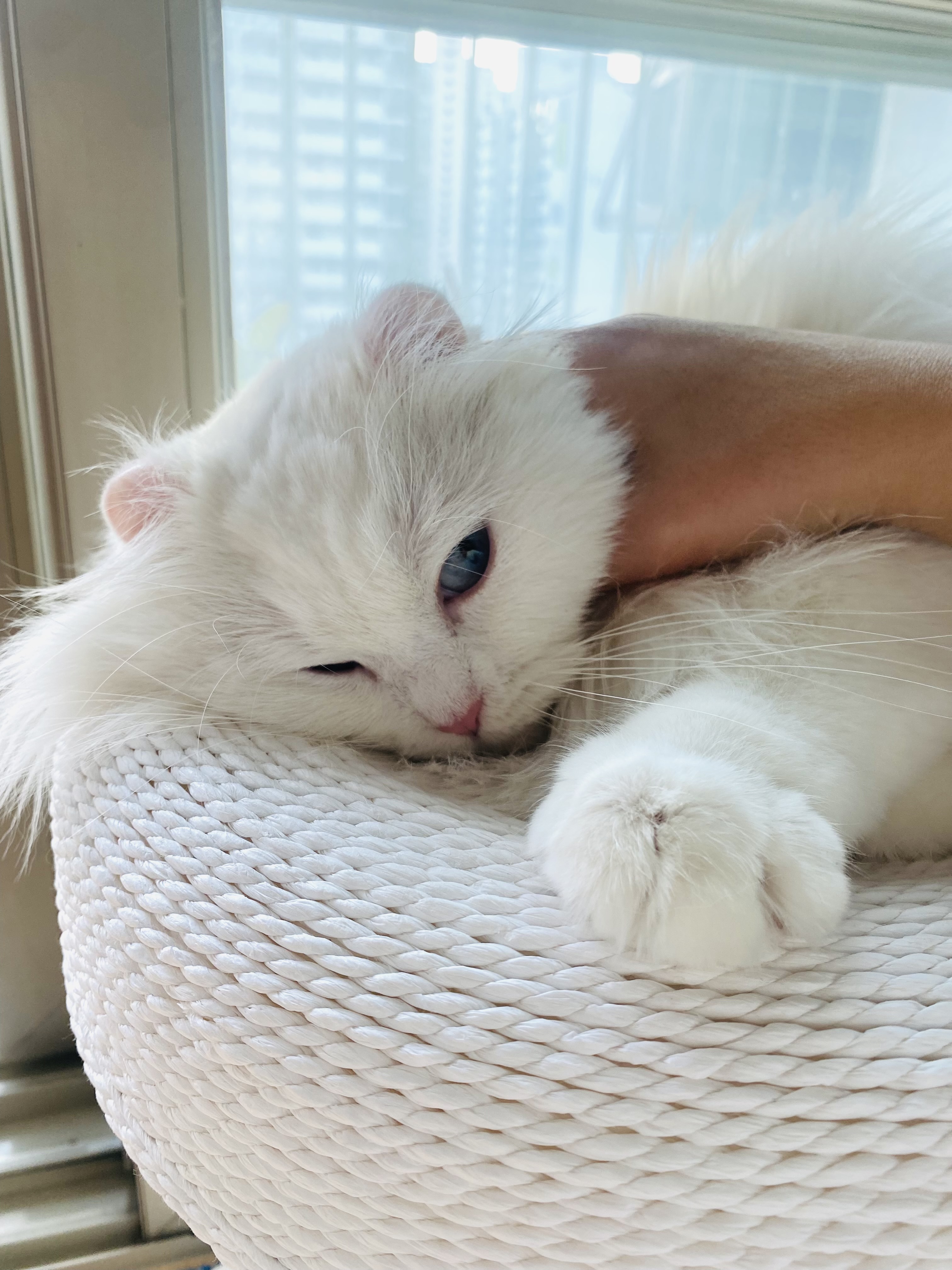 눈이 내리던 날 내게 찾아온 설이(앙이)