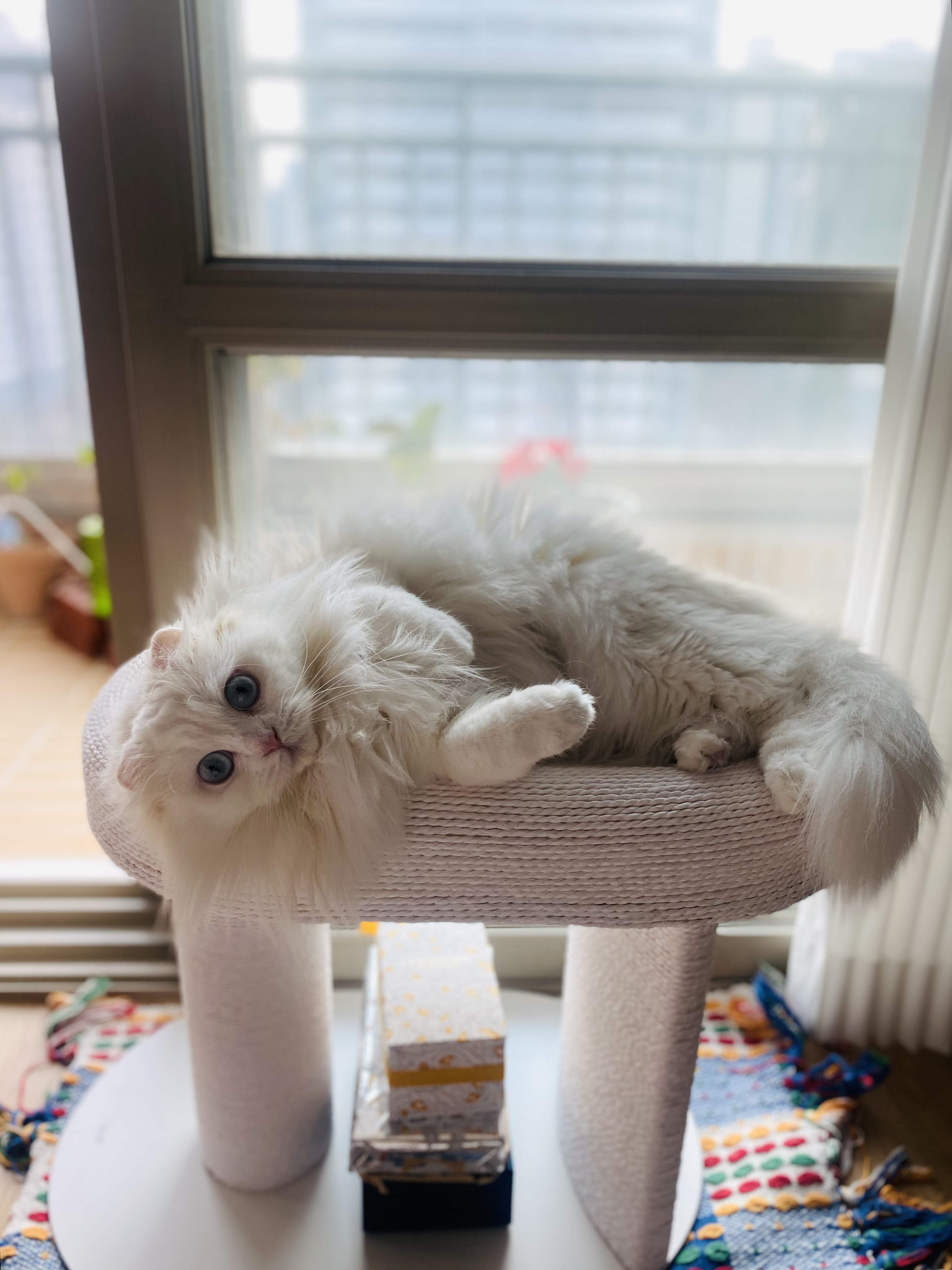 눈이 내리던 날 내게 찾아온 설이(앙이)