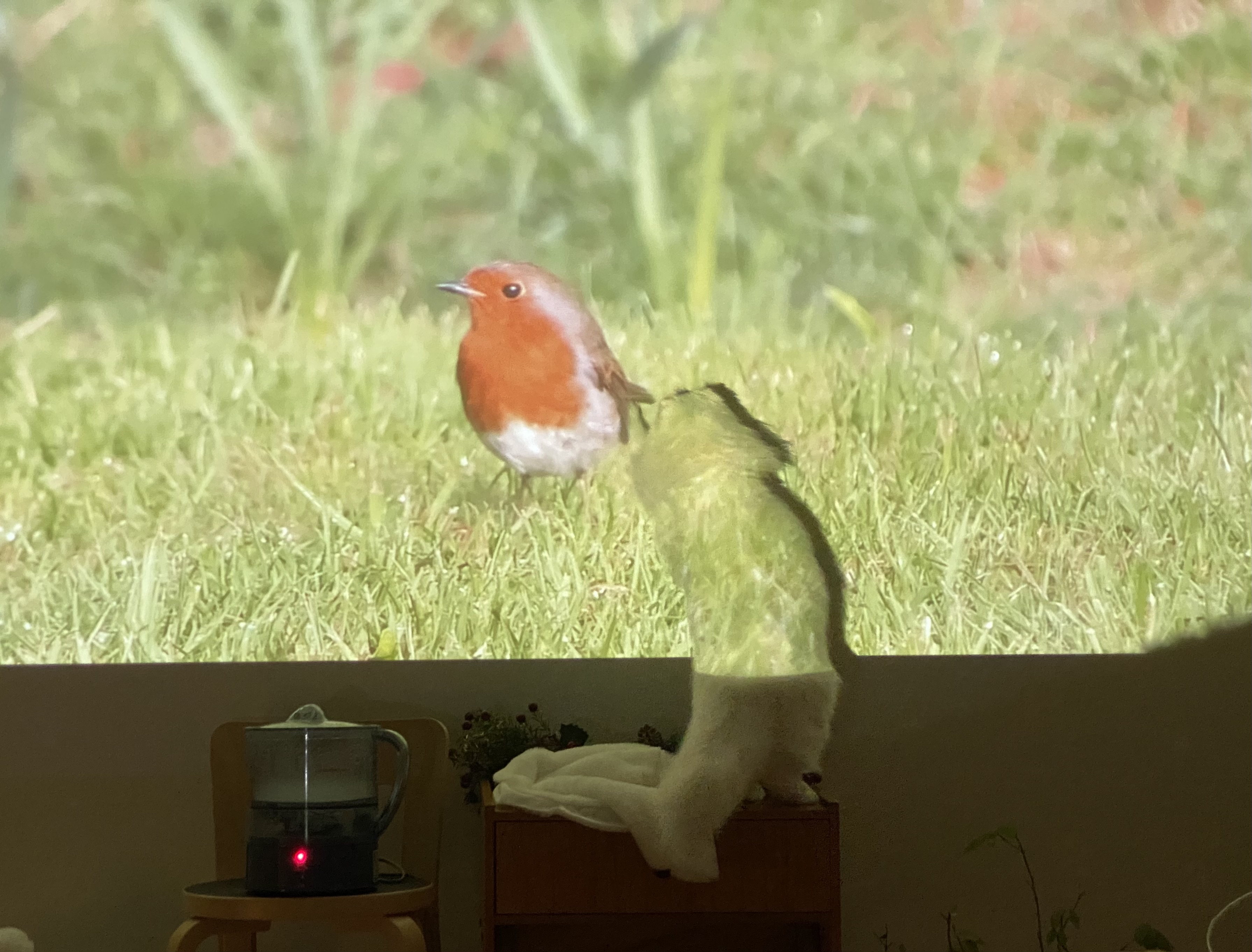 눈이 내리던 날 내게 찾아온 설이(앙이)