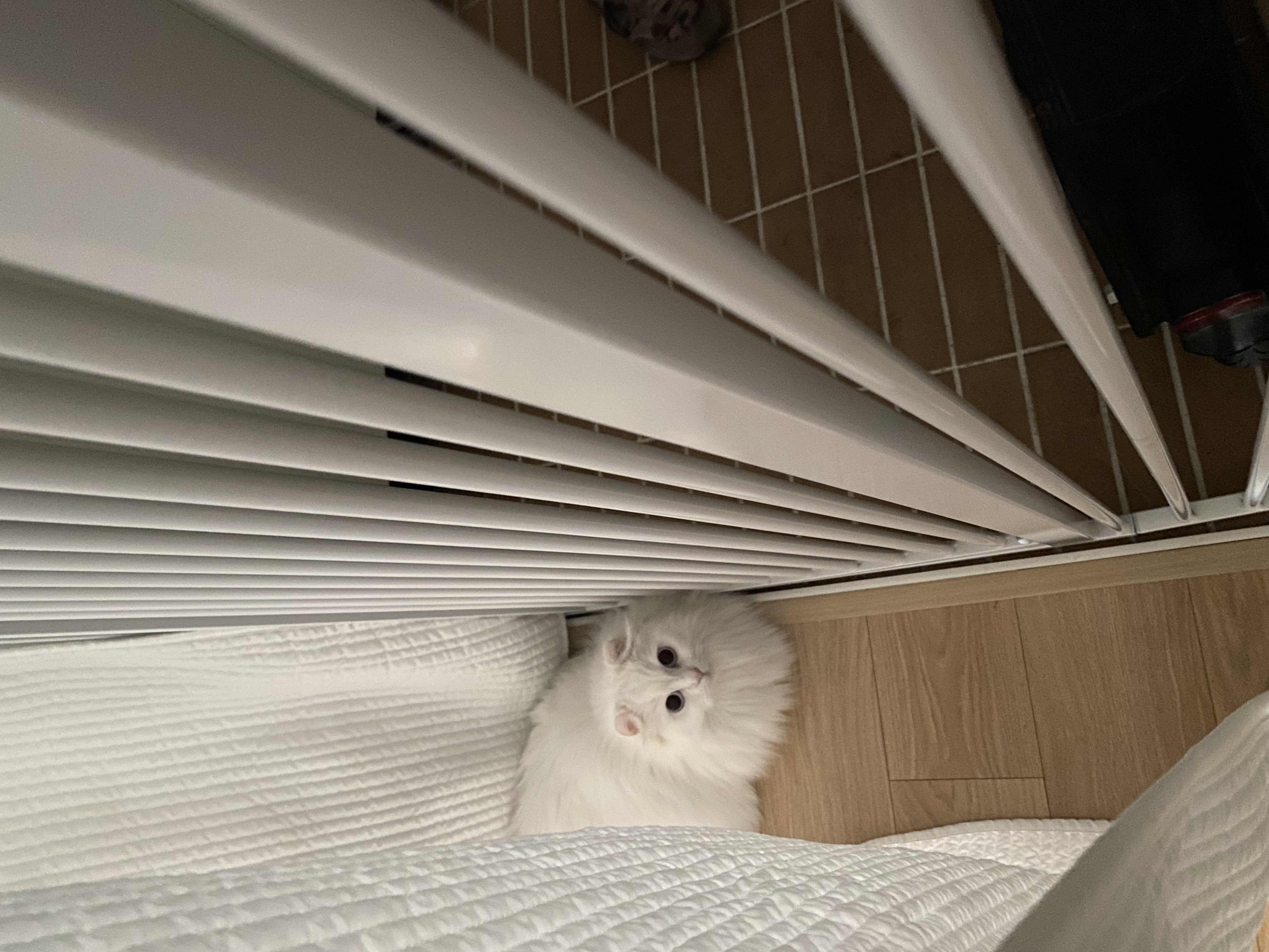 눈이 내리던 날 내게 찾아온 설이(앙이)