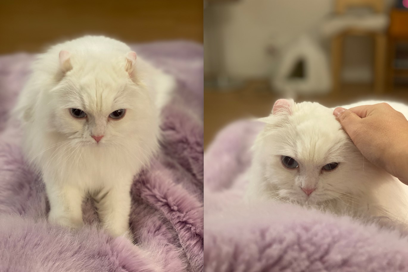 눈이 내리던 날 내게 찾아온 설이(앙이)