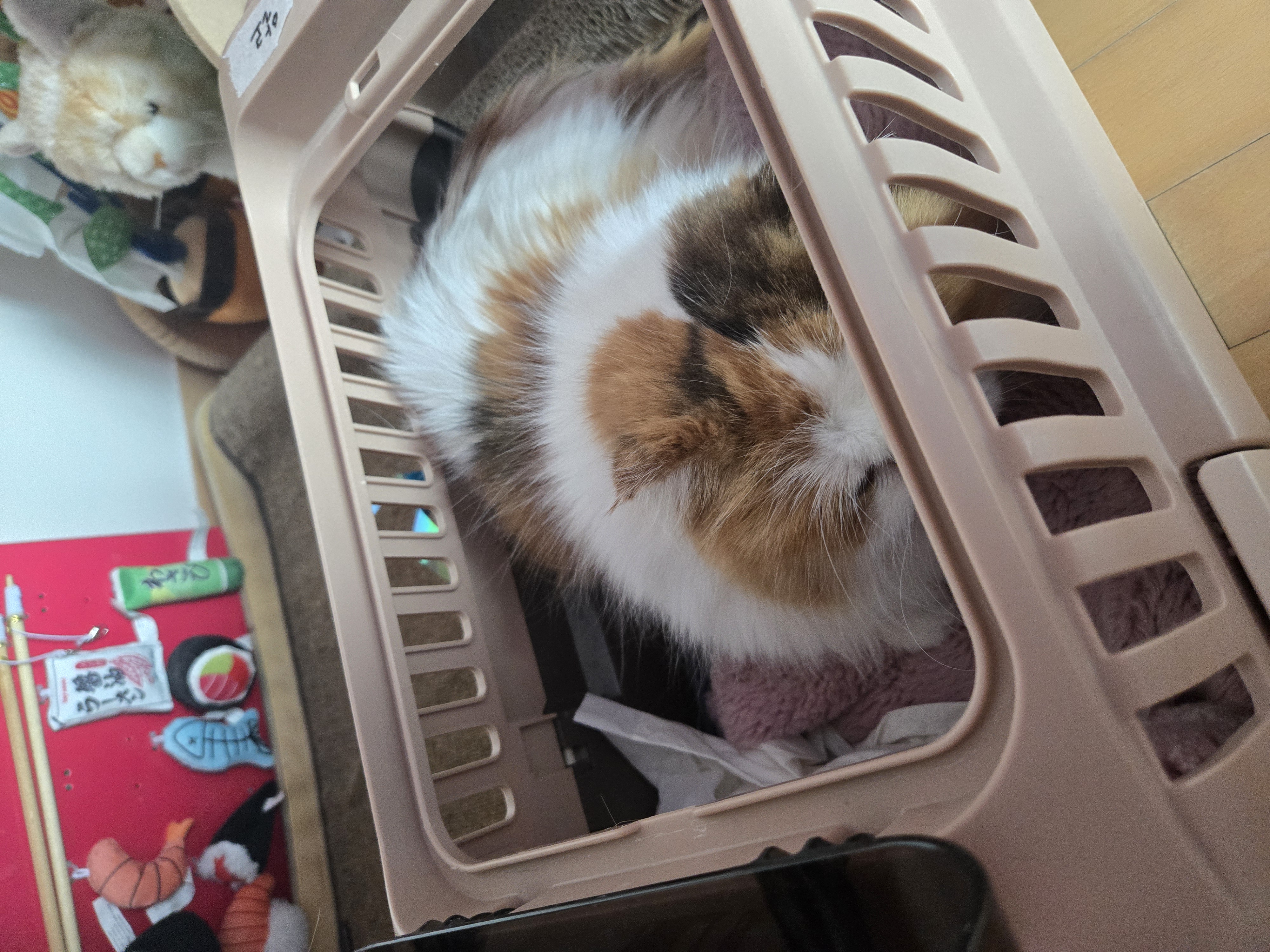 알코가 리시아가 되는날까지  