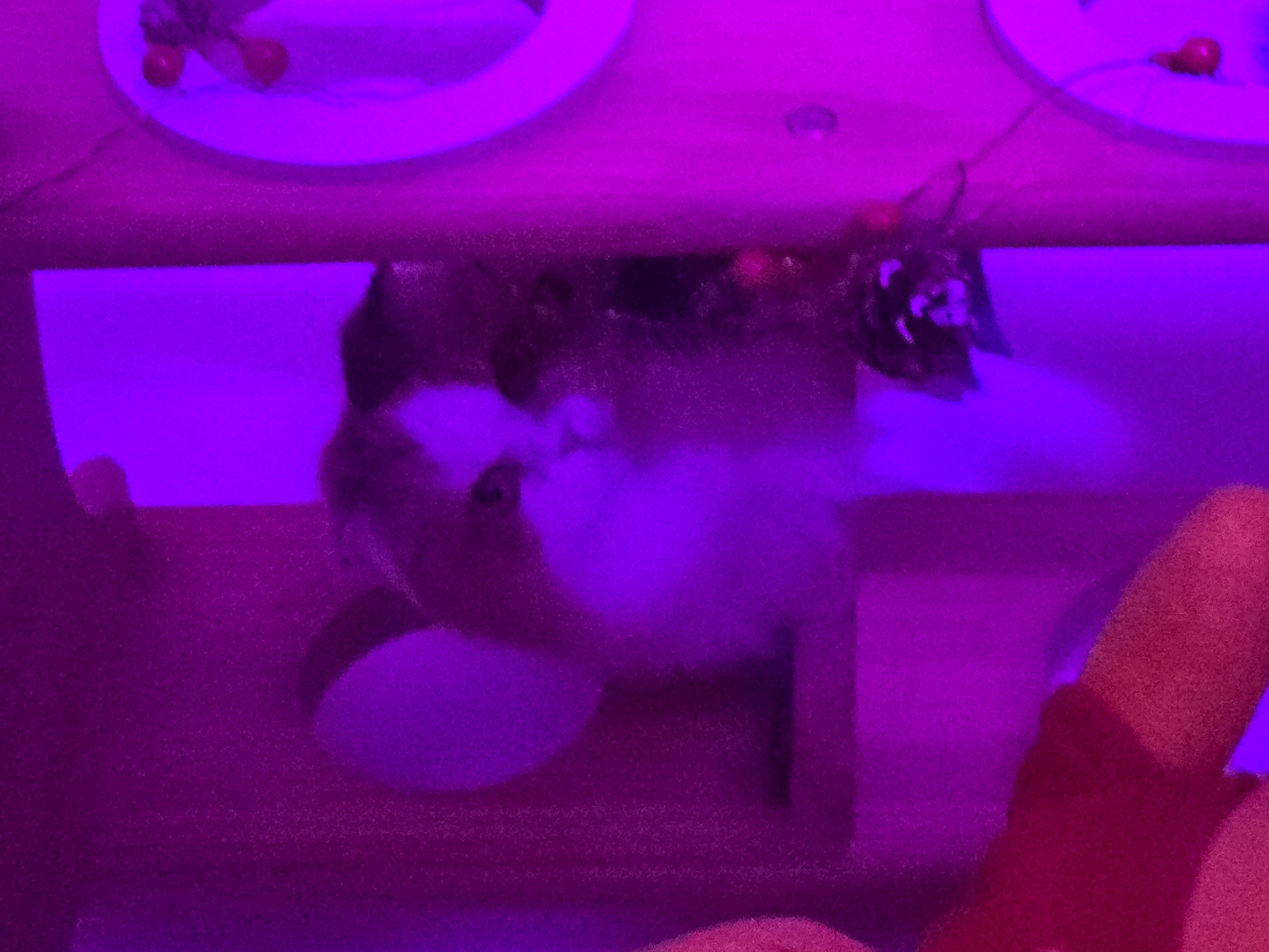 알코가 리시아가 되는날까지  