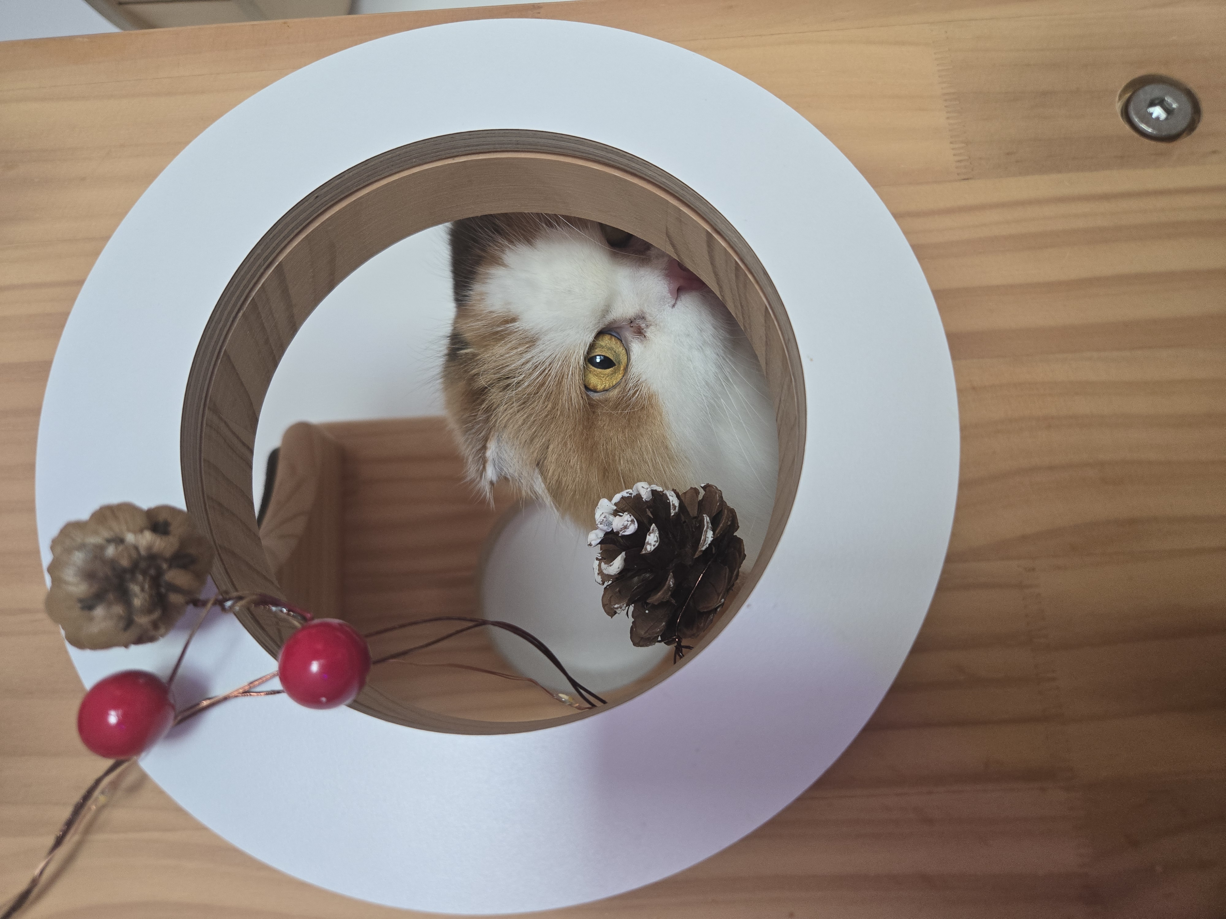 알코가 리시아가 되는날까지  