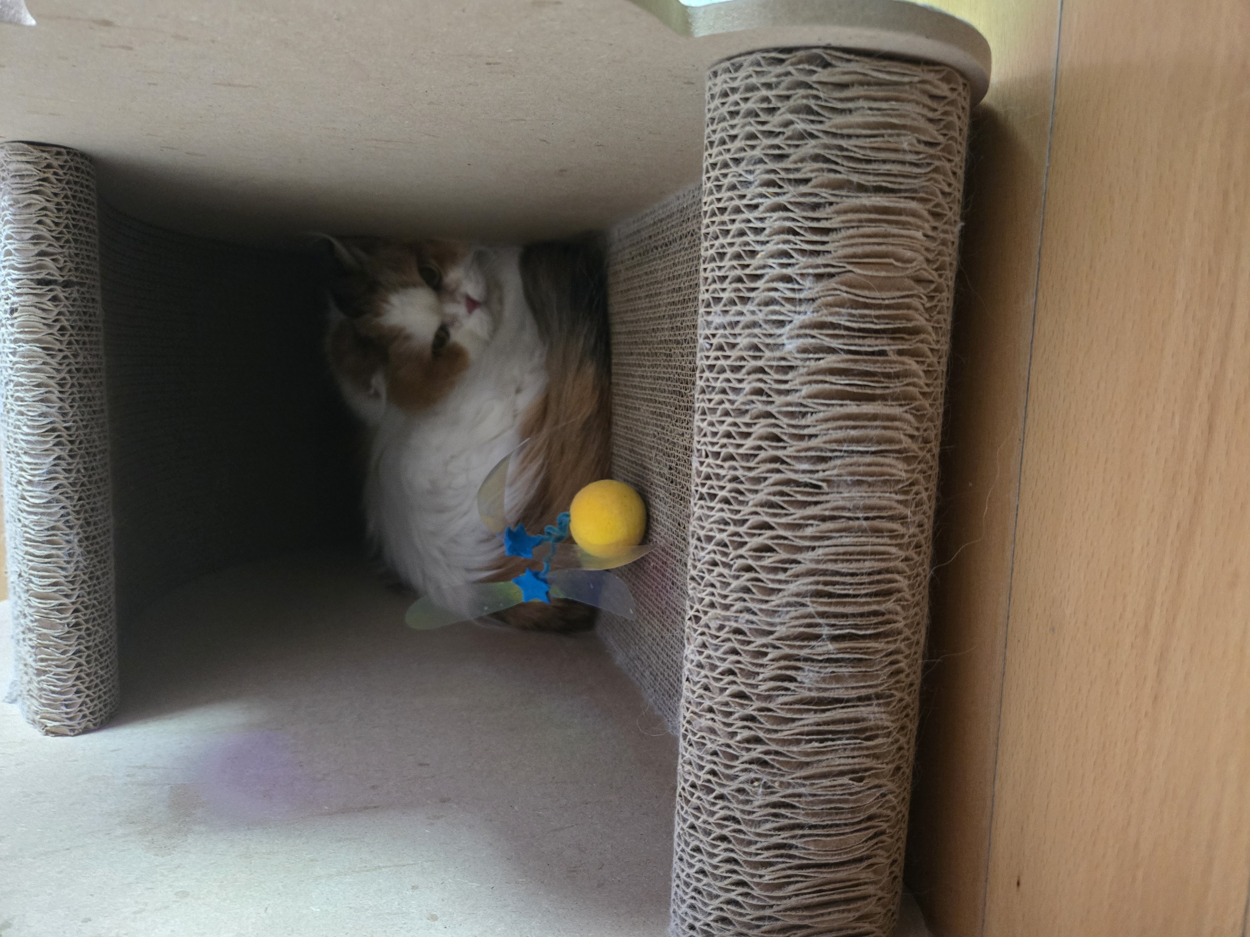 알코가 리시아가 되는날까지  