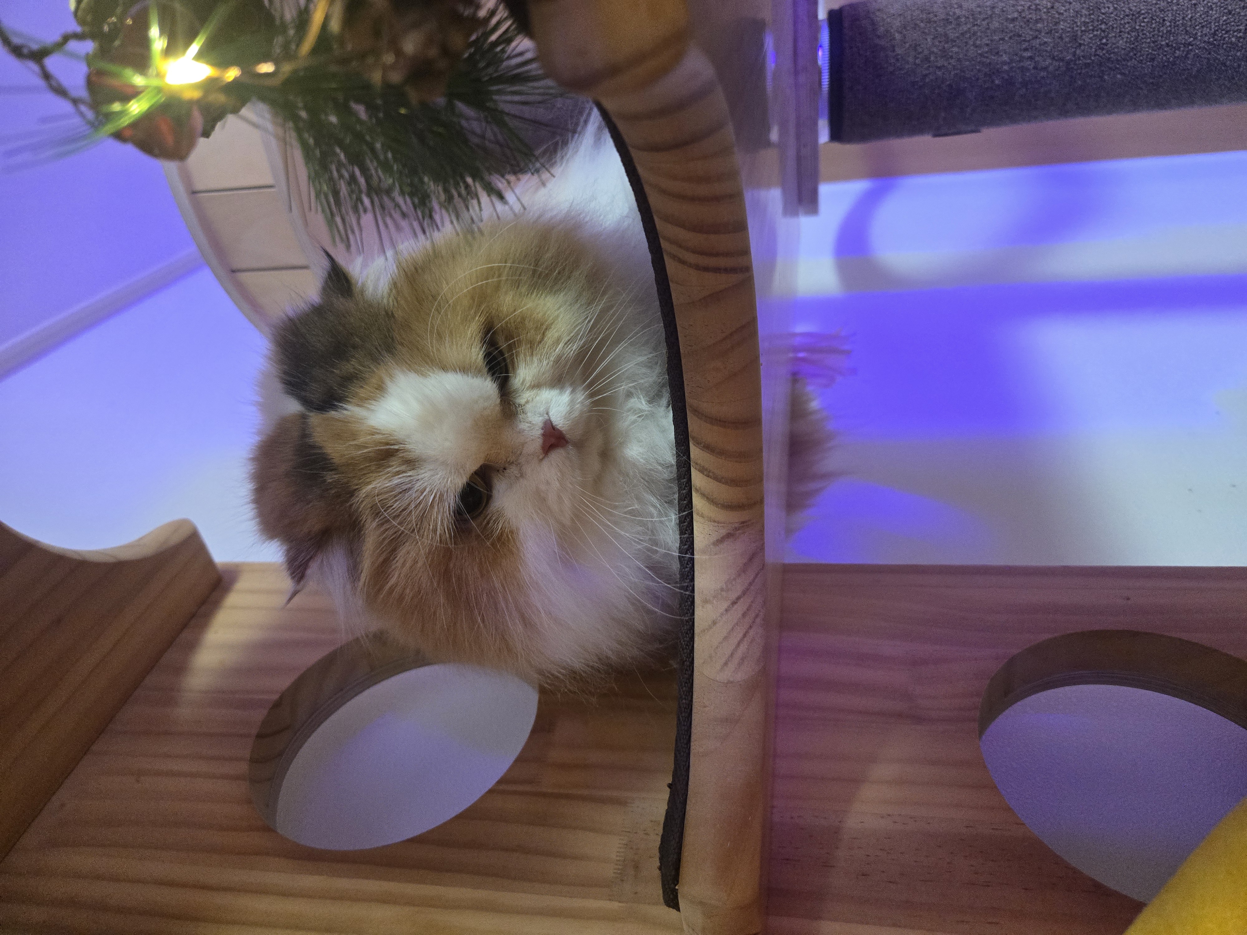 알코가 리시아가 되는날까지  