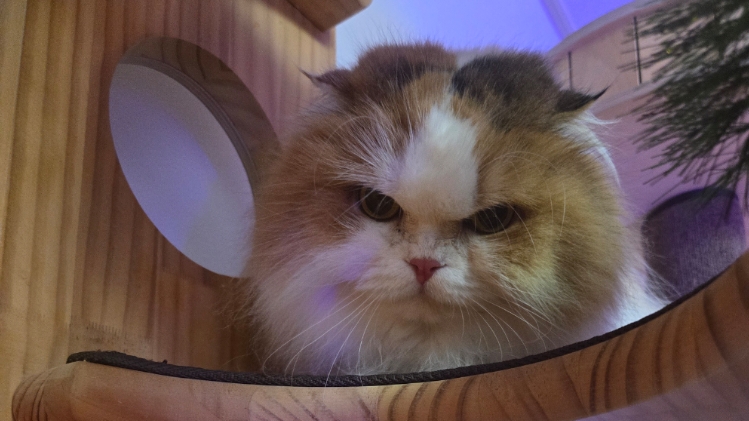 알코가 리시아가 되는날까지  