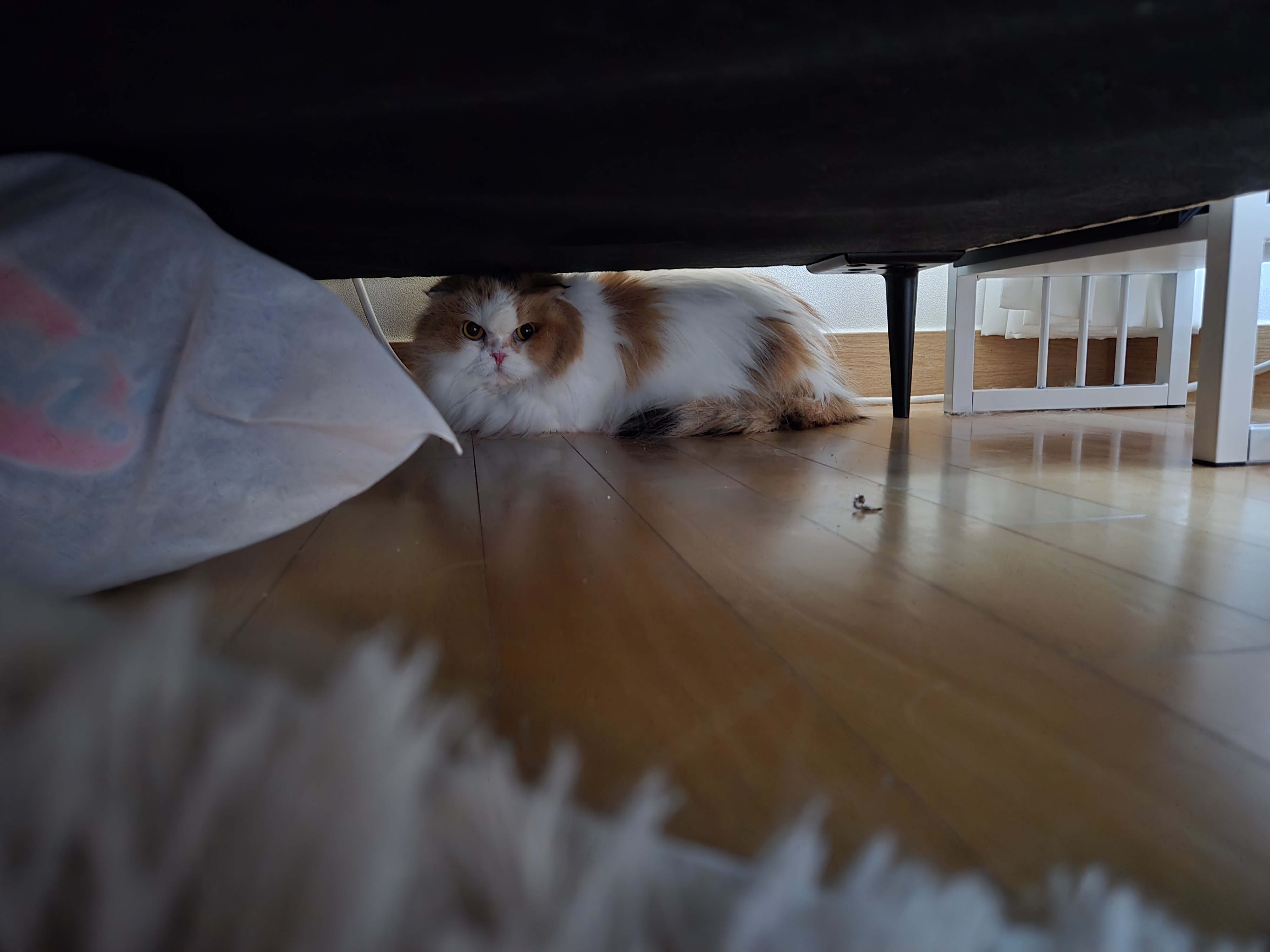 알코가 리시아가 되는날까지  