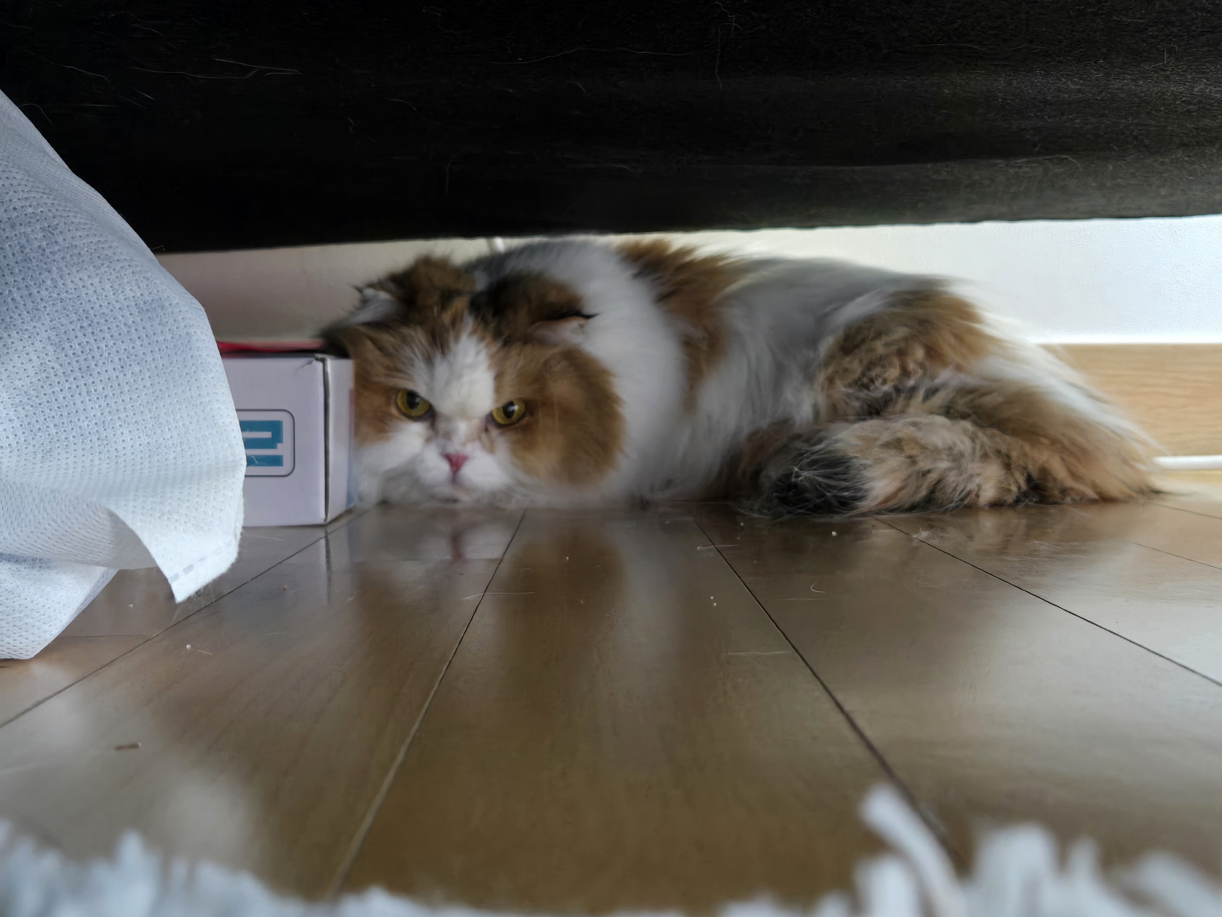 알코가 리시아가 되는날까지  