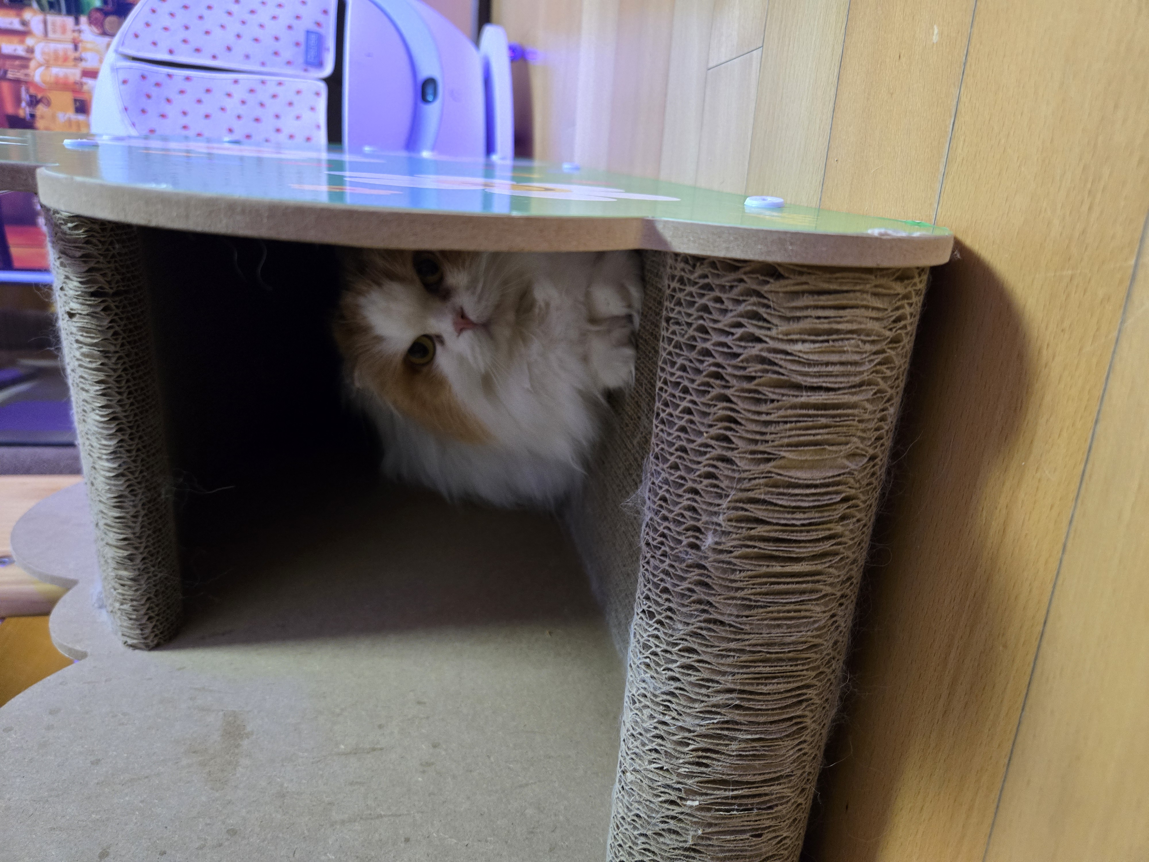 알코가 리시아가 되는날까지  