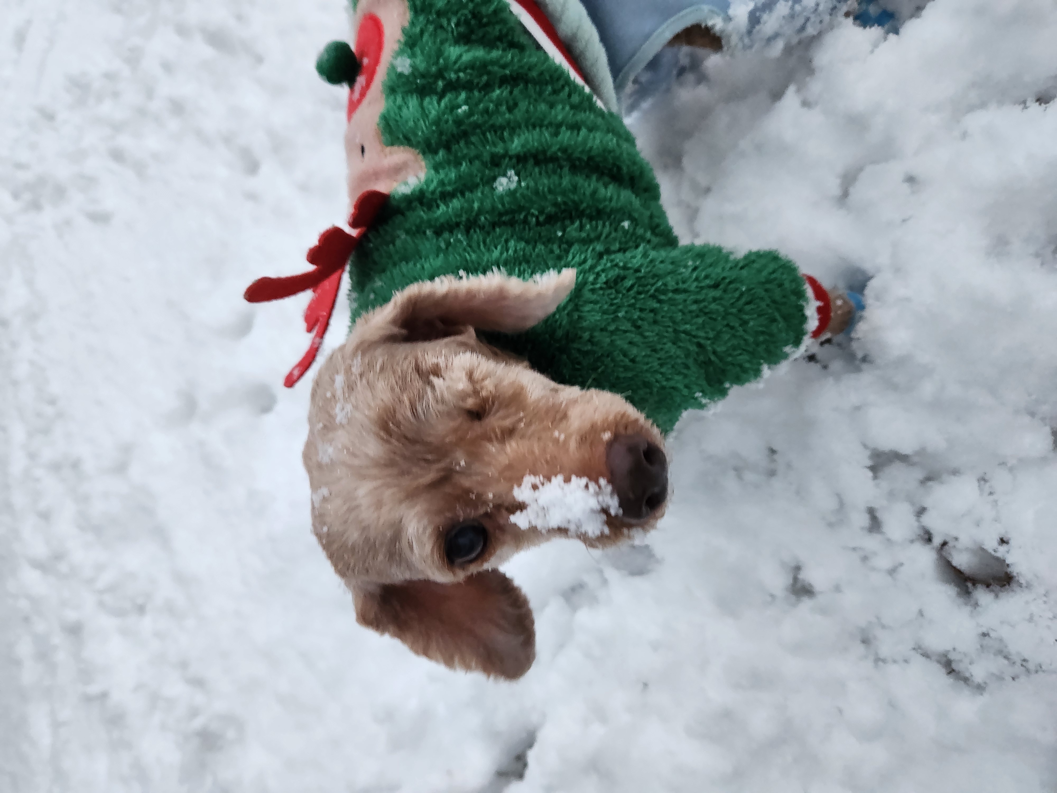 밤송이 인사 드려요