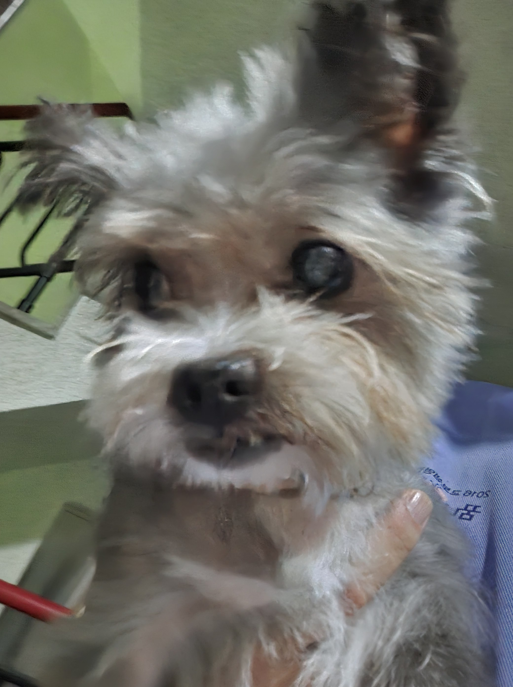 이슬(구, 소피) 입양 2년차 이야기를 전해드립니다.