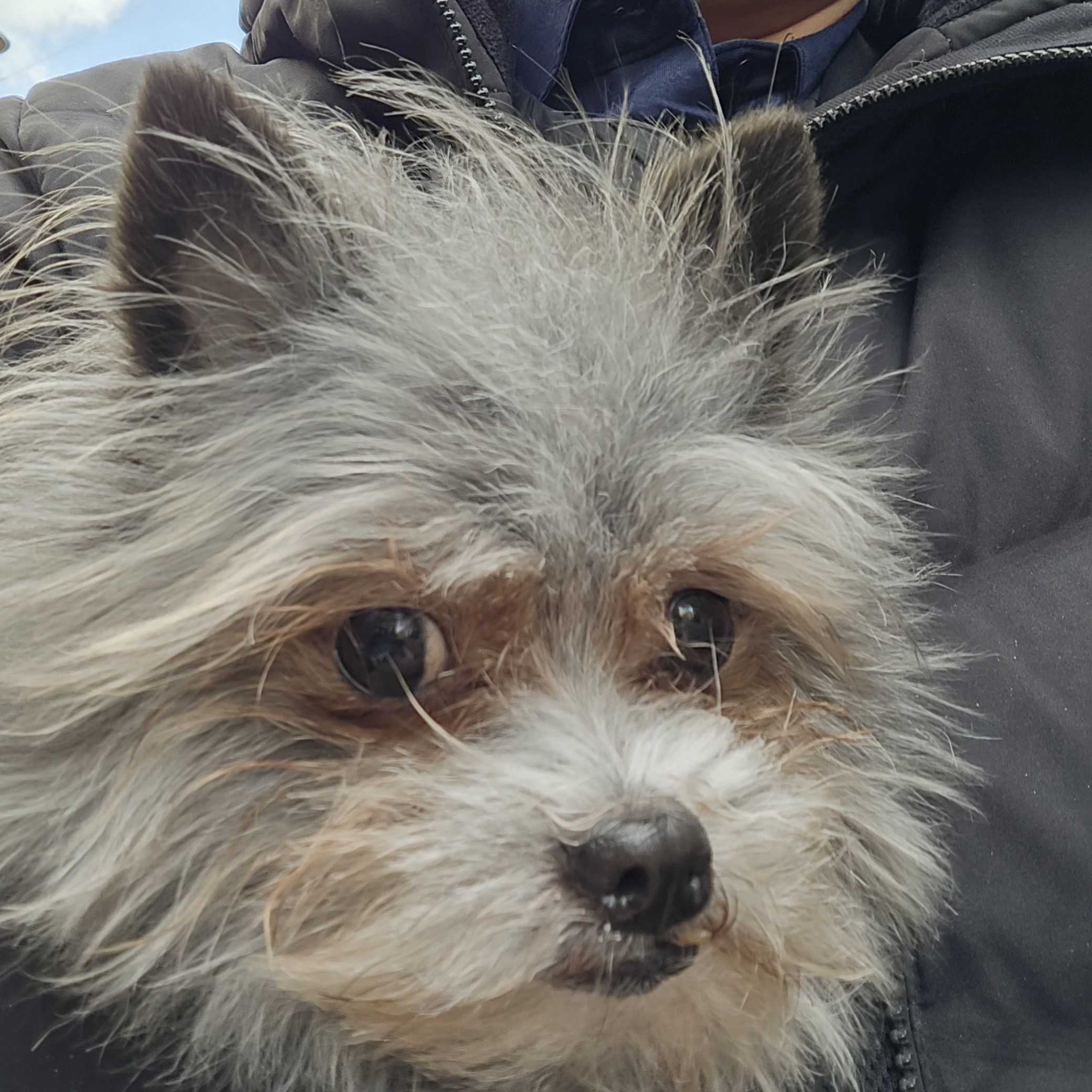 이슬(구, 소피) 입양 2년차 이야기를 전해드립니다.