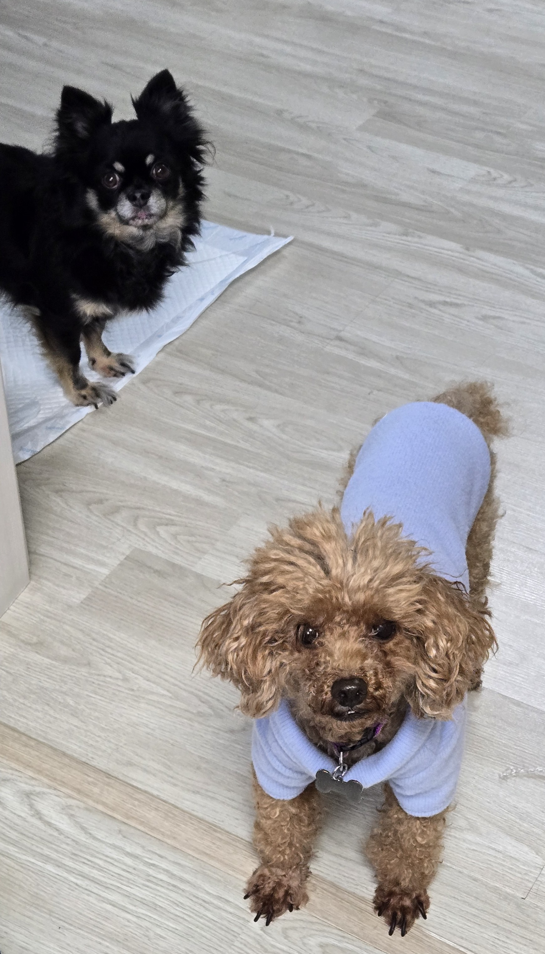 이슬(구, 소피) 입양 2년차 이야기를 전해드립니다.