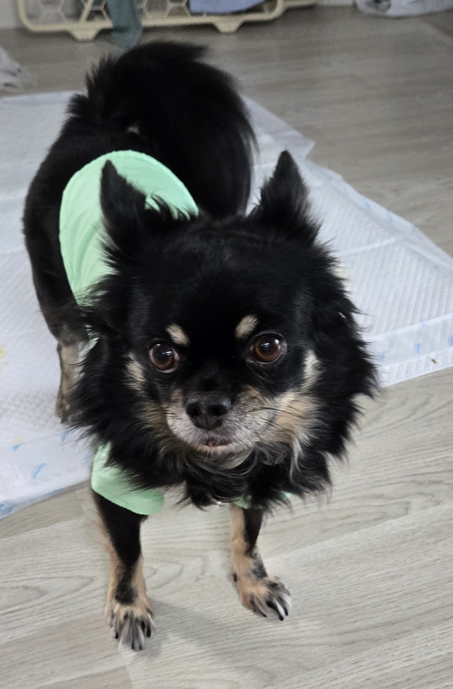 이슬(구, 소피) 입양 2년차 이야기를 전해드립니다.