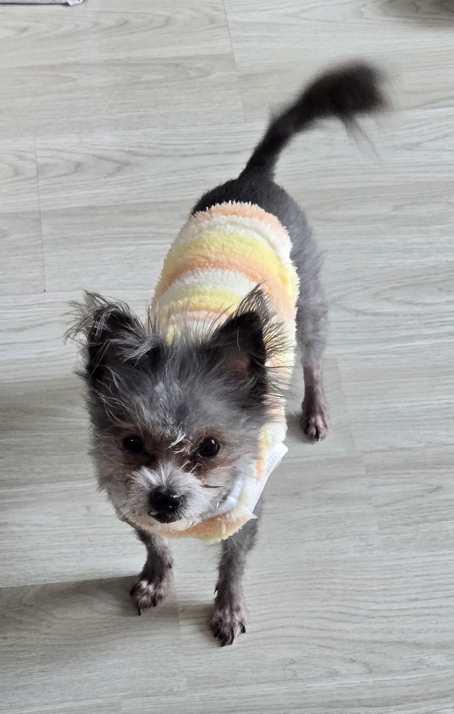 이슬(구, 소피) 입양 2년차 이야기를 전해드립니다.