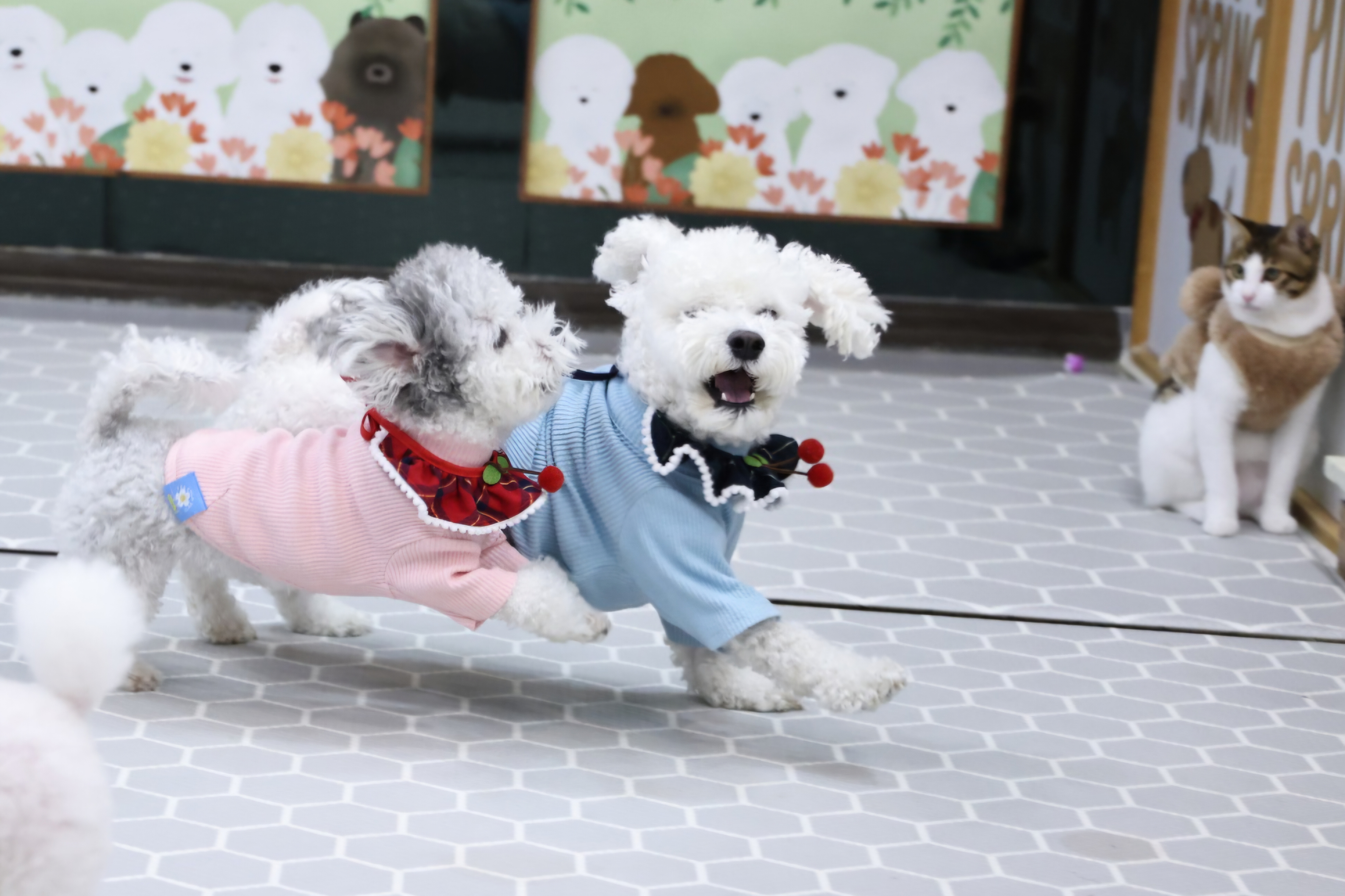 [달록이] 임보,입양 20개월 이야기