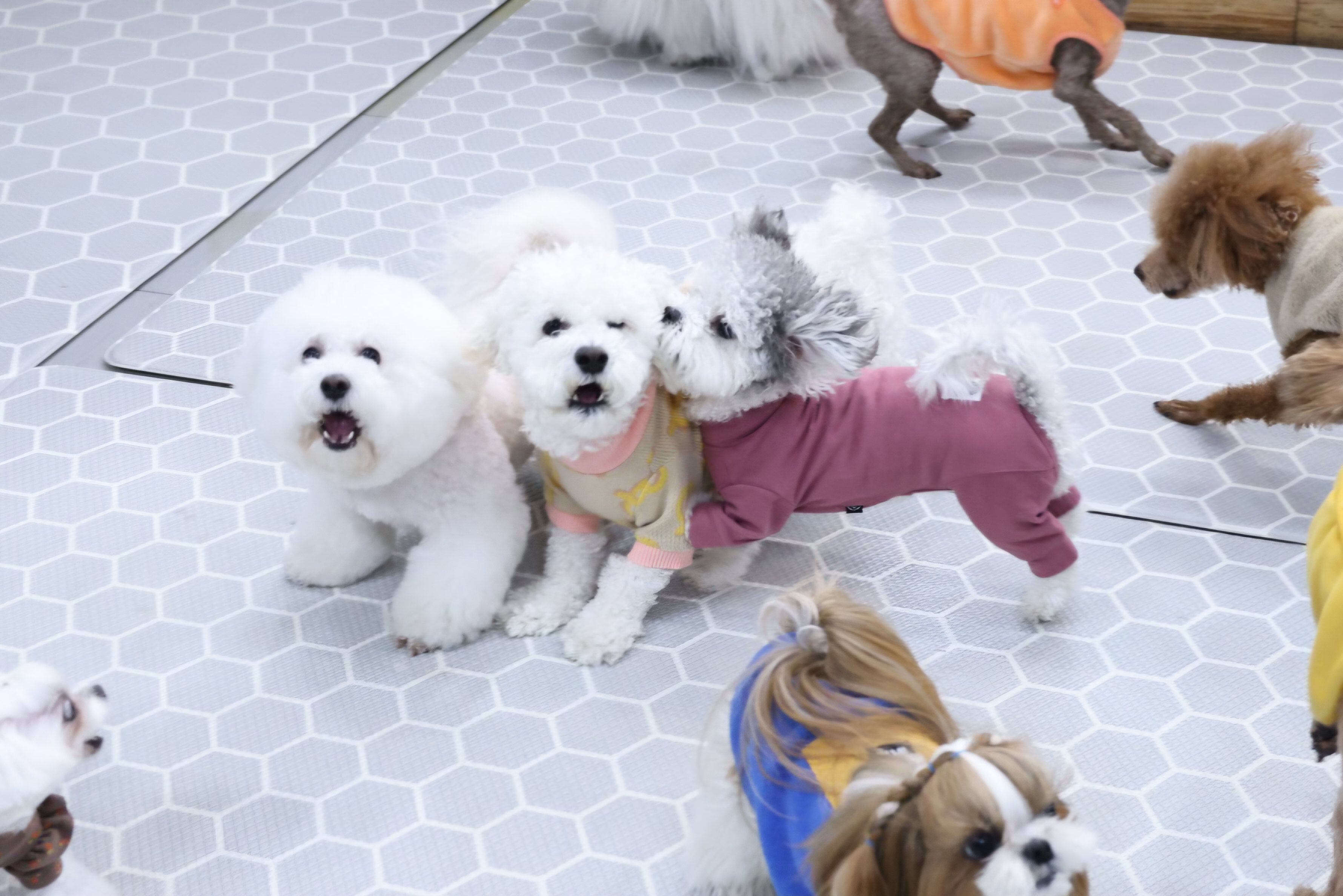 [달록이] 임보,입양 20개월 이야기