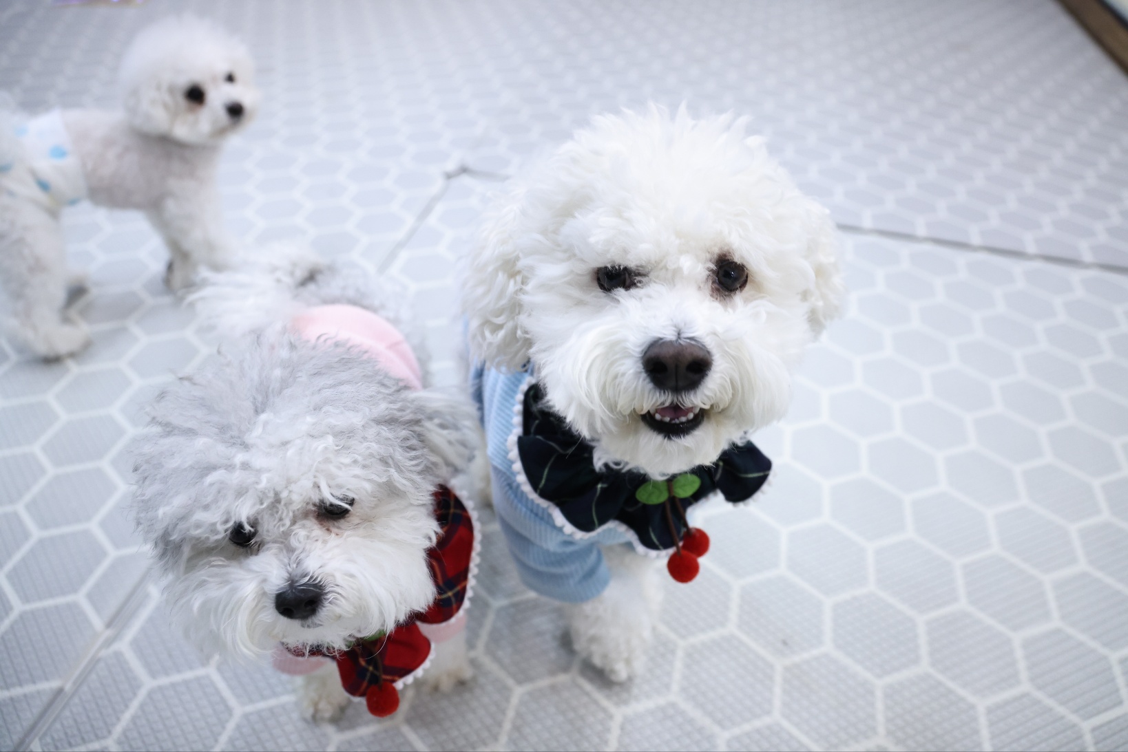 [달록이] 임보,입양 20개월 이야기