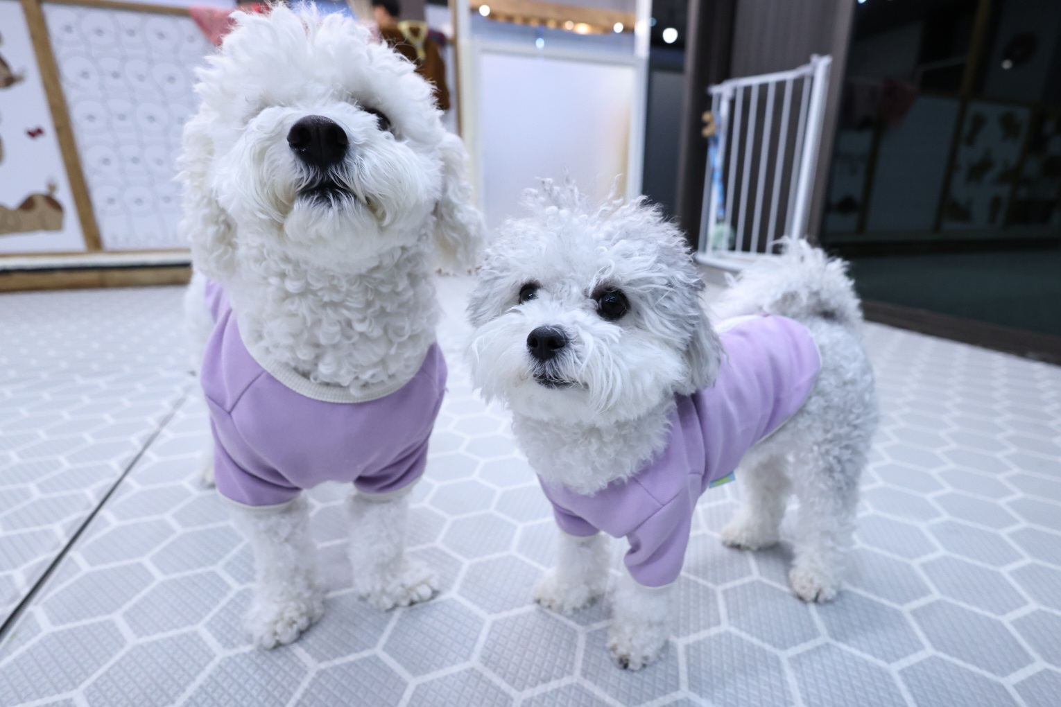 [달록이] 임보,입양 20개월 이야기