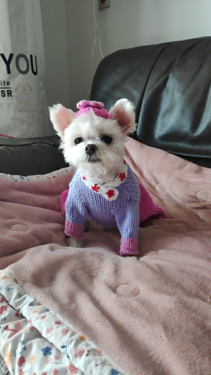 송이(양구 다림이) 입양 1년 후기