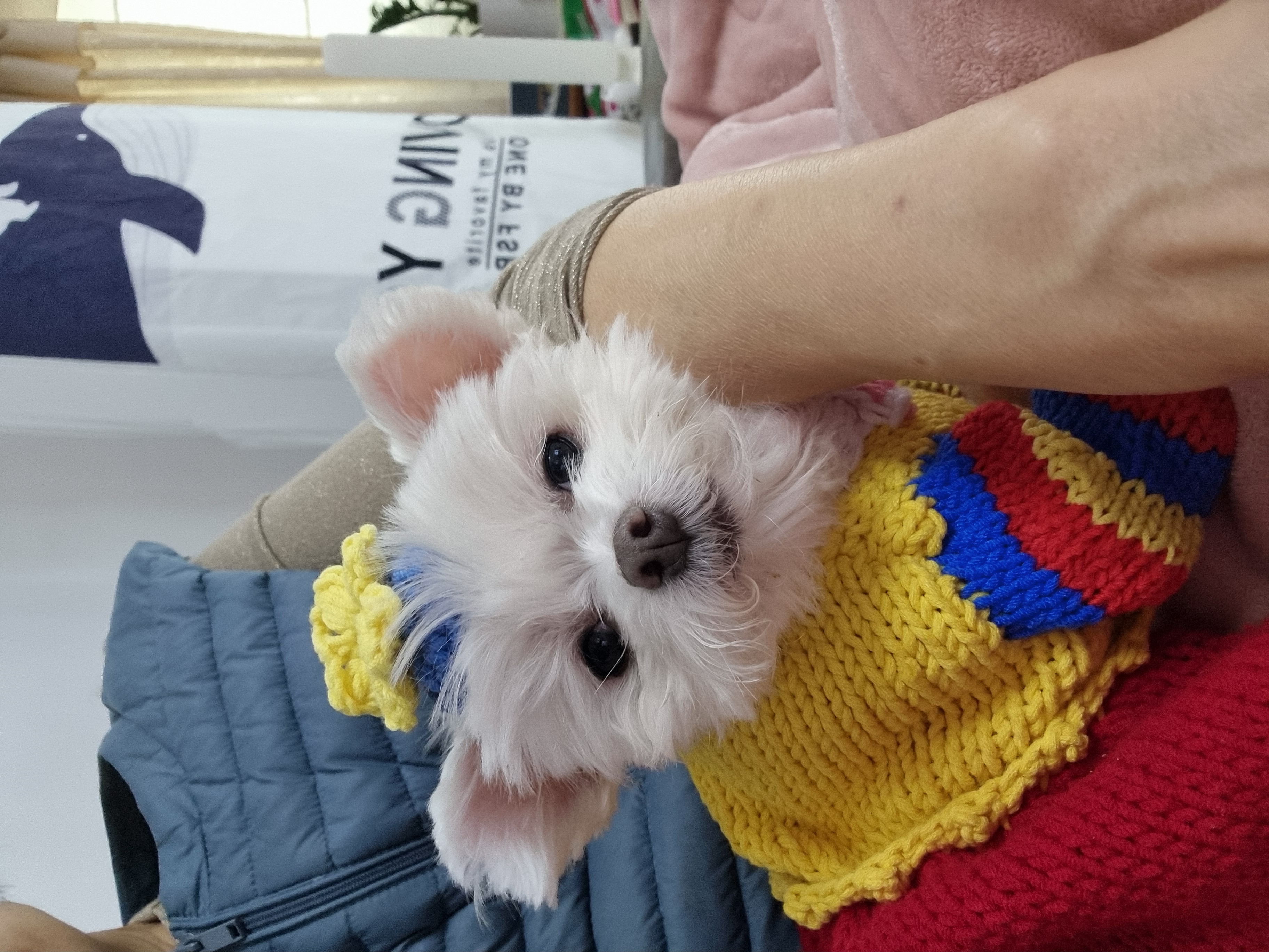 송이(양구 다림이) 입양 1년 후기