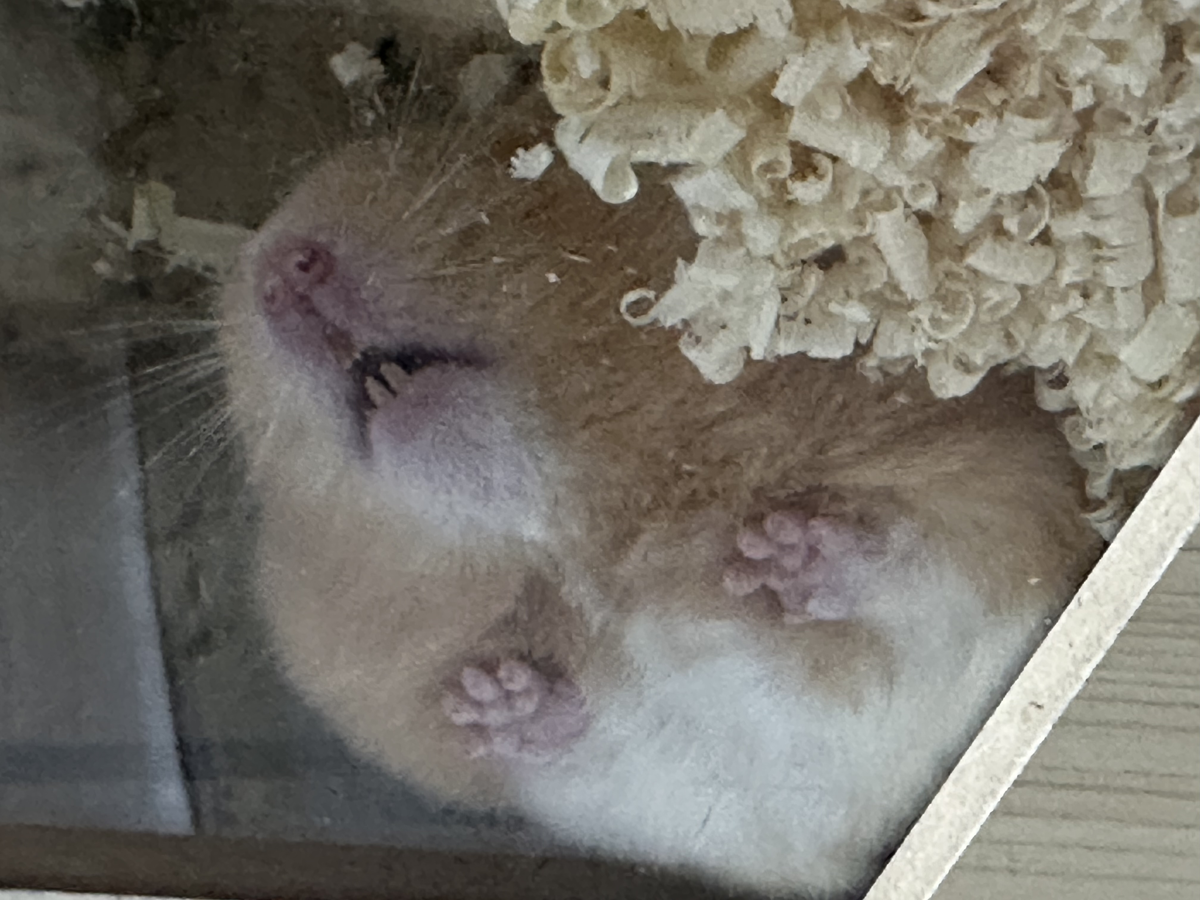 온스터 입양 일주일차!!