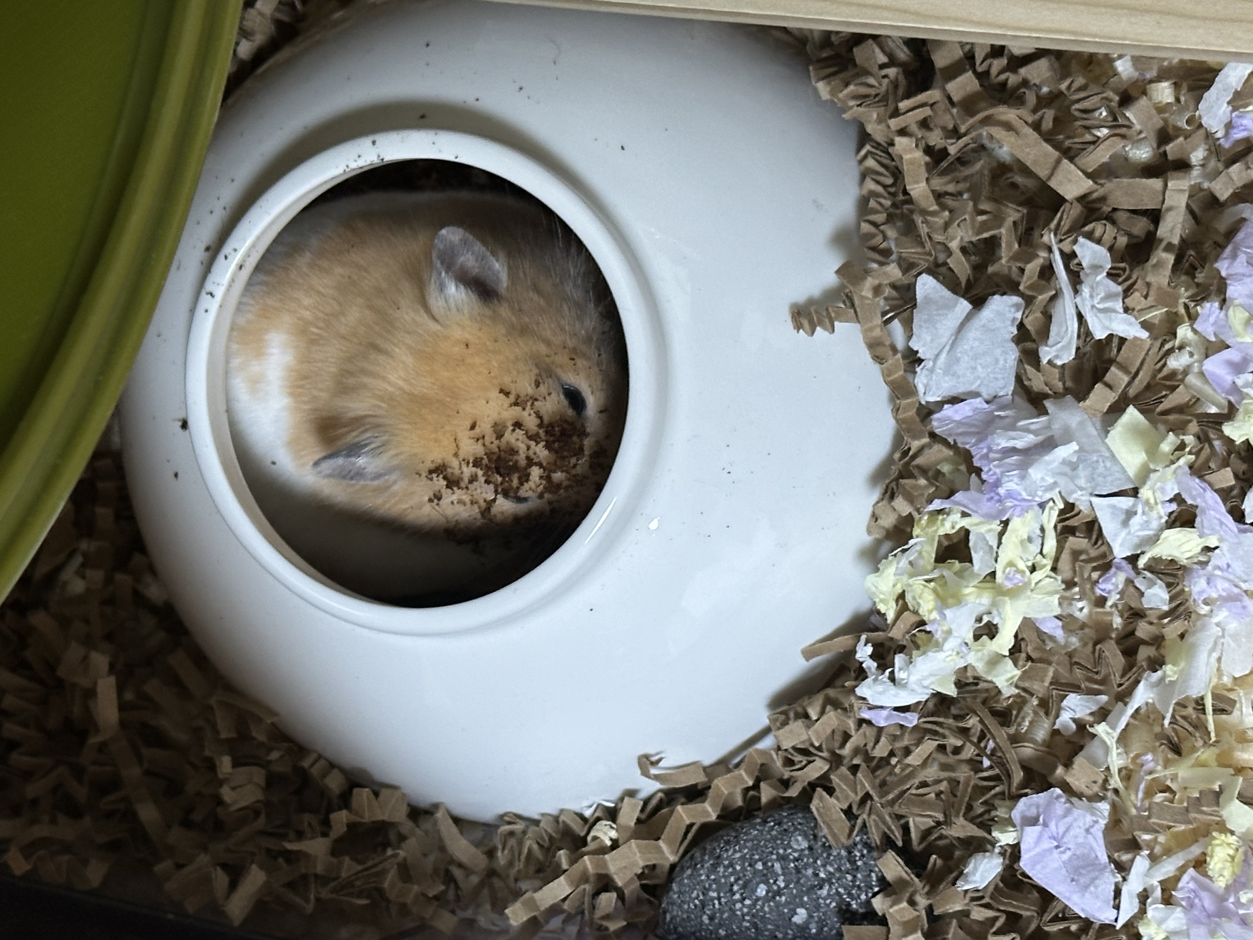 온스터 입양 일주일차!!