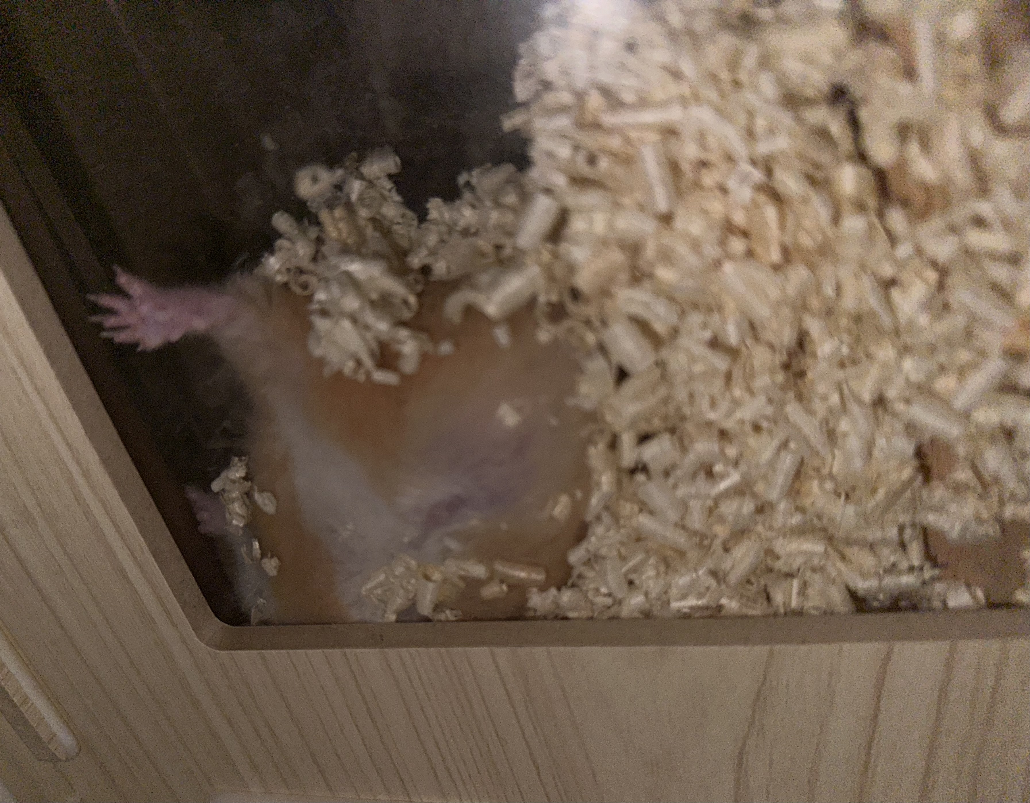 온스터 입양 일주일차!!