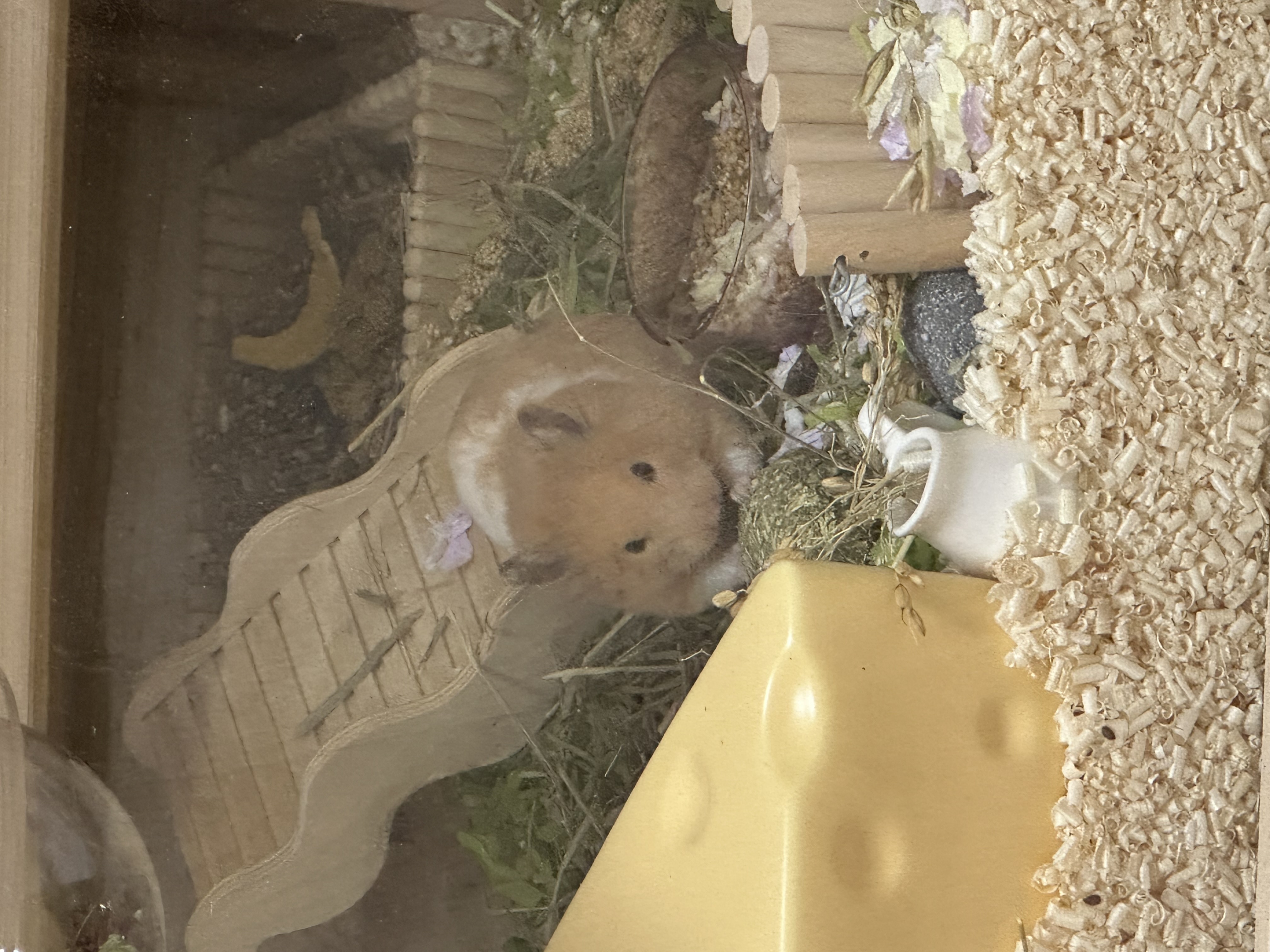 온스터 입양 일주일차!!