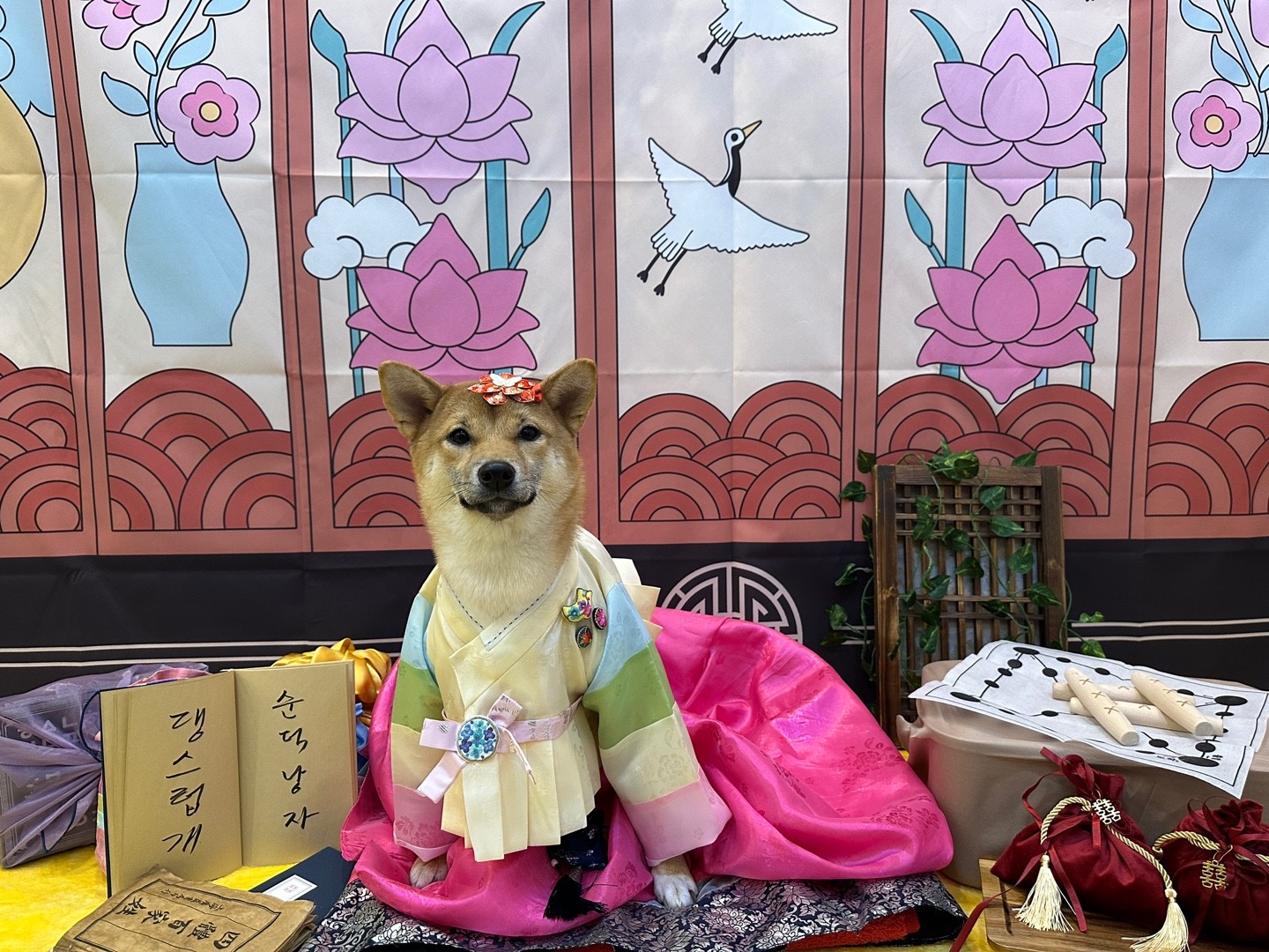 순덕이(쫄희)와 가족이 된지 200일이 되었어요ㅎㅎ