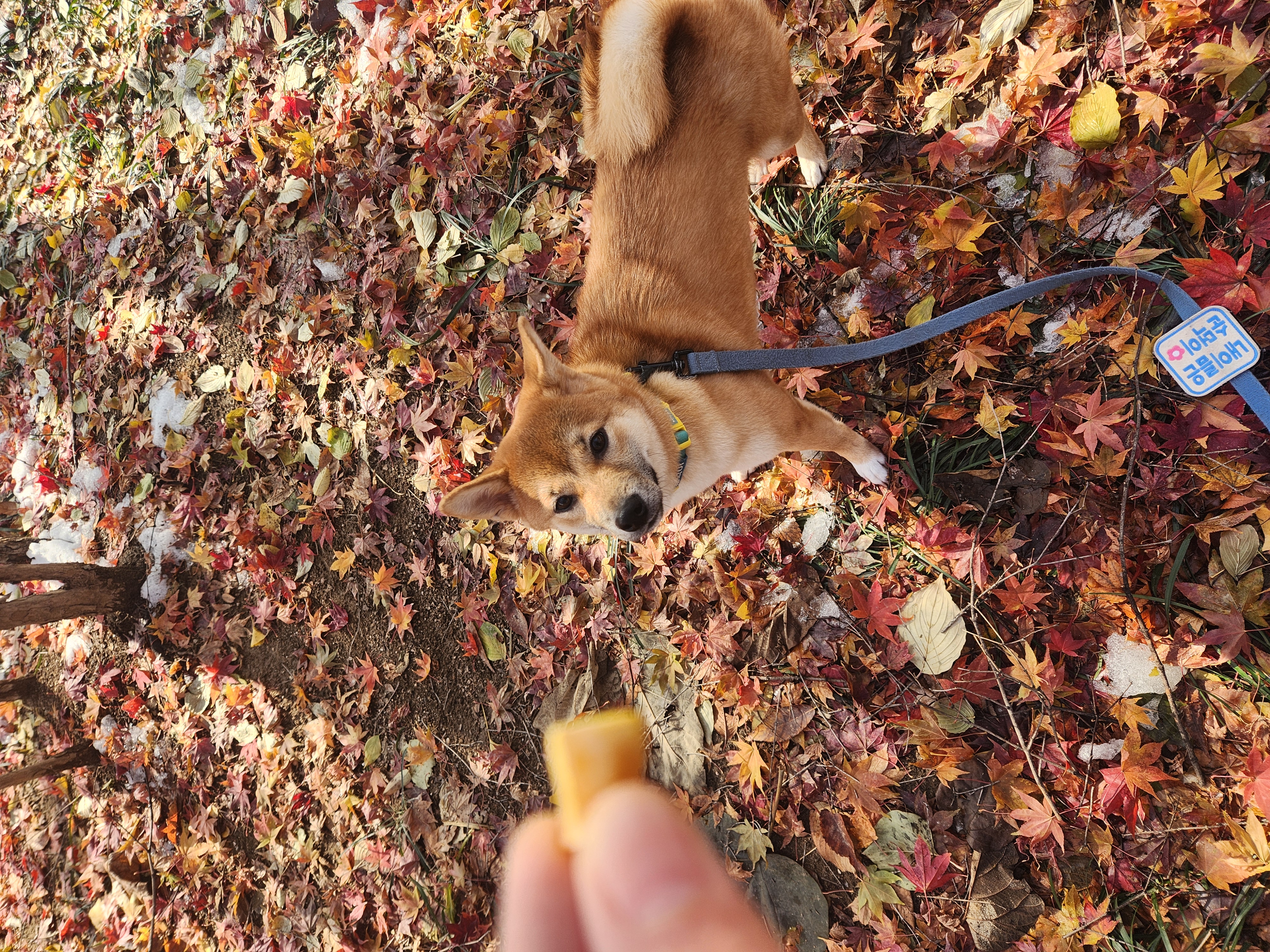 순덕이(쫄희)와 가족이 된지 200일이 되었어요ㅎㅎ