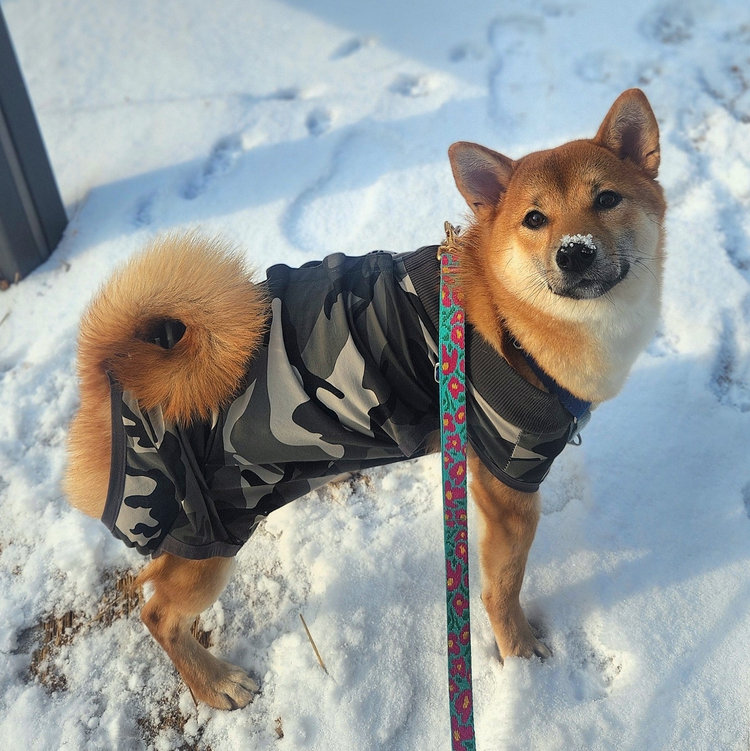 순덕이(쫄희)와 가족이 된지 200일이 되었어요ㅎㅎ