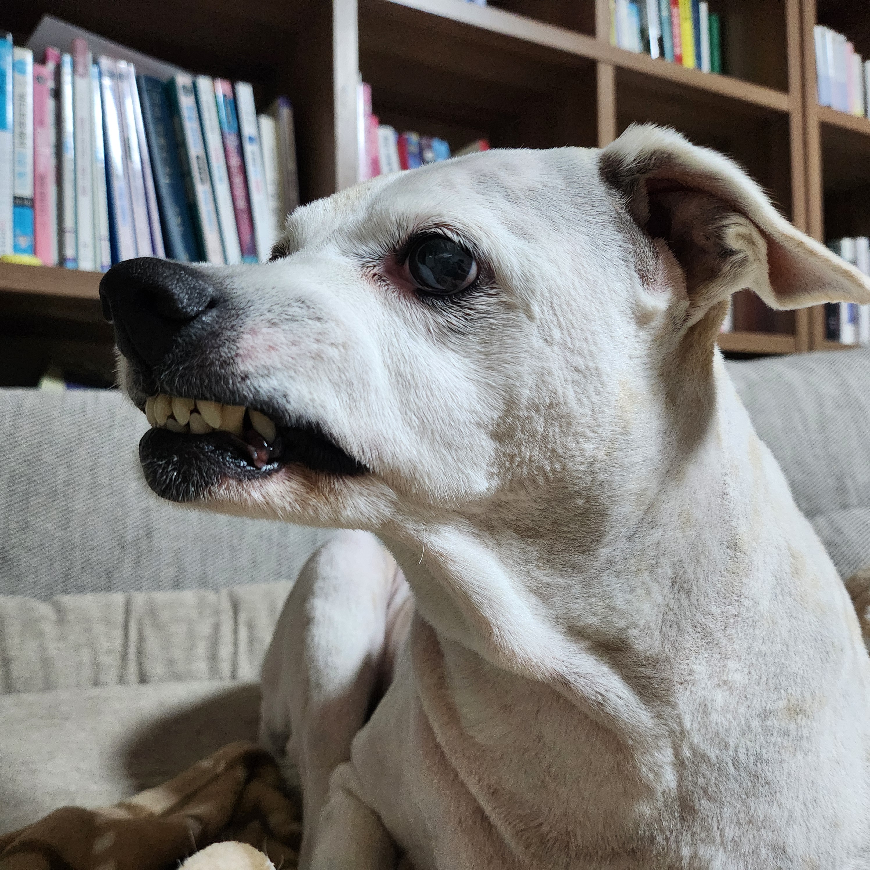 2012년도 입양 새롬이 근황