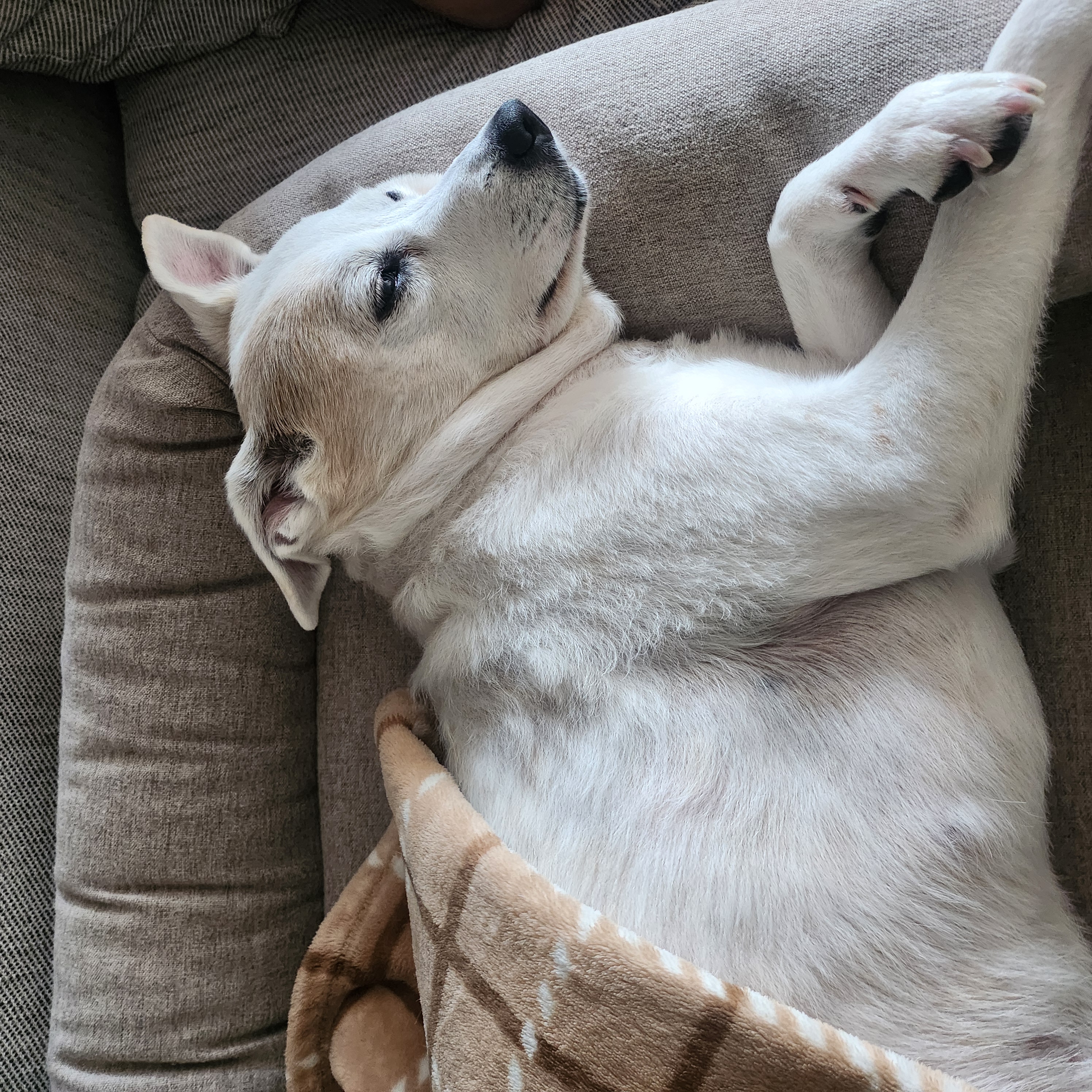 2012년도 입양 새롬이 근황