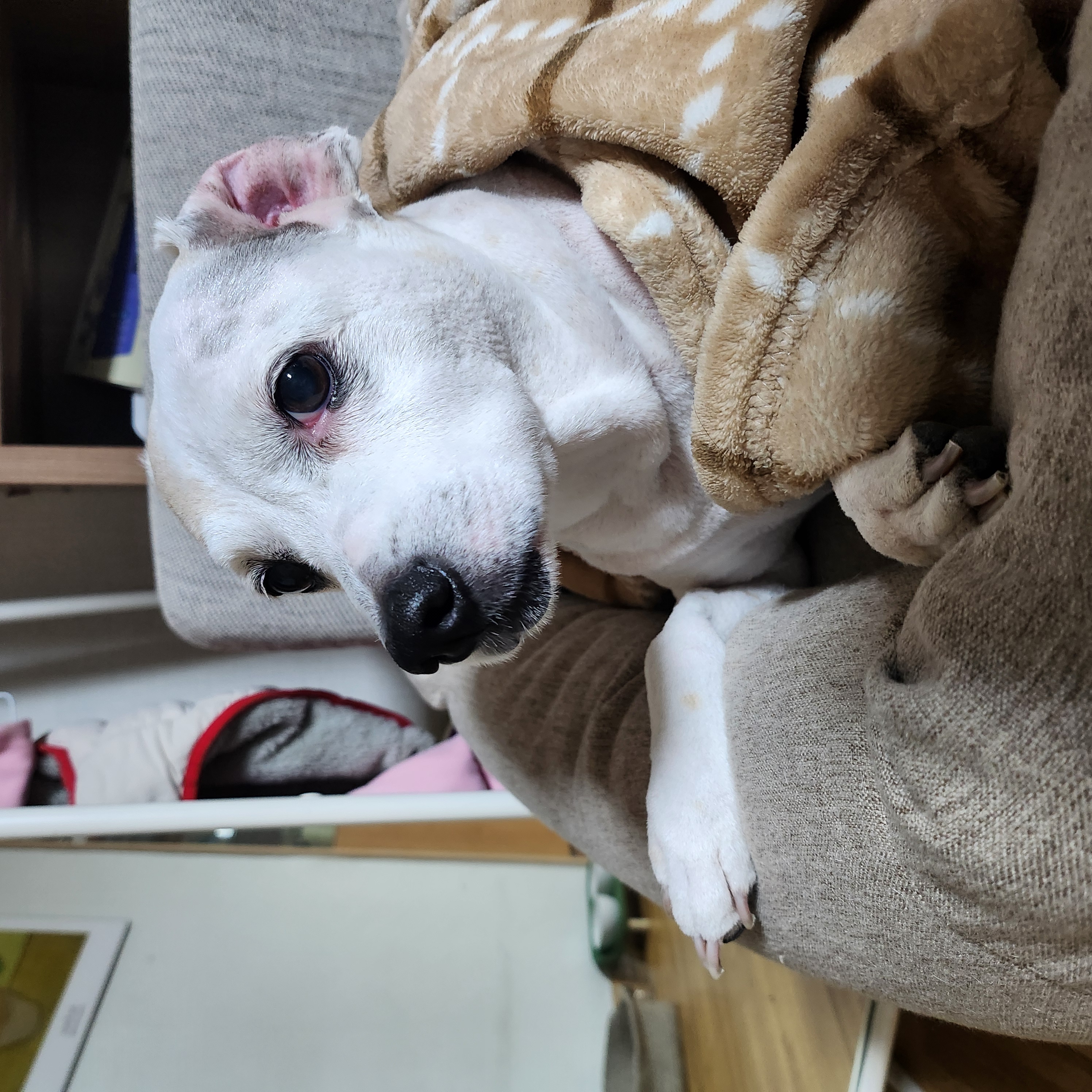 2012년도 입양 새롬이 근황