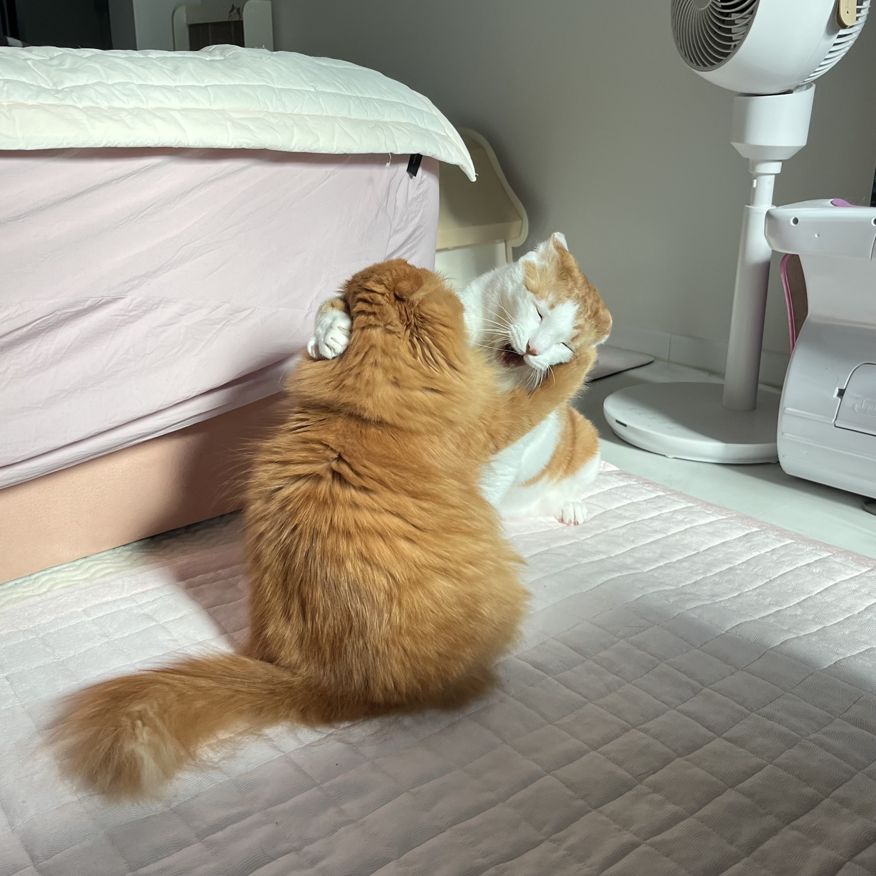 돌고 ‘도라’ 온 만큼 잘 살구 있어요💖