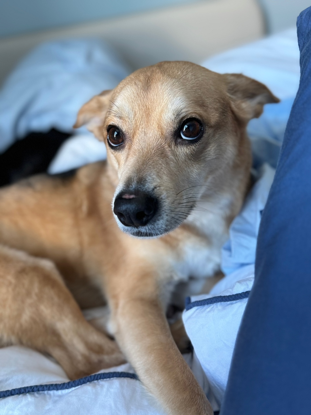 마초와 함께한 4년! (마무자견)