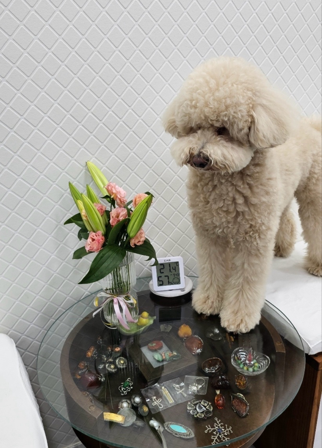 도담이(푸삼) 입양 4년차 후기